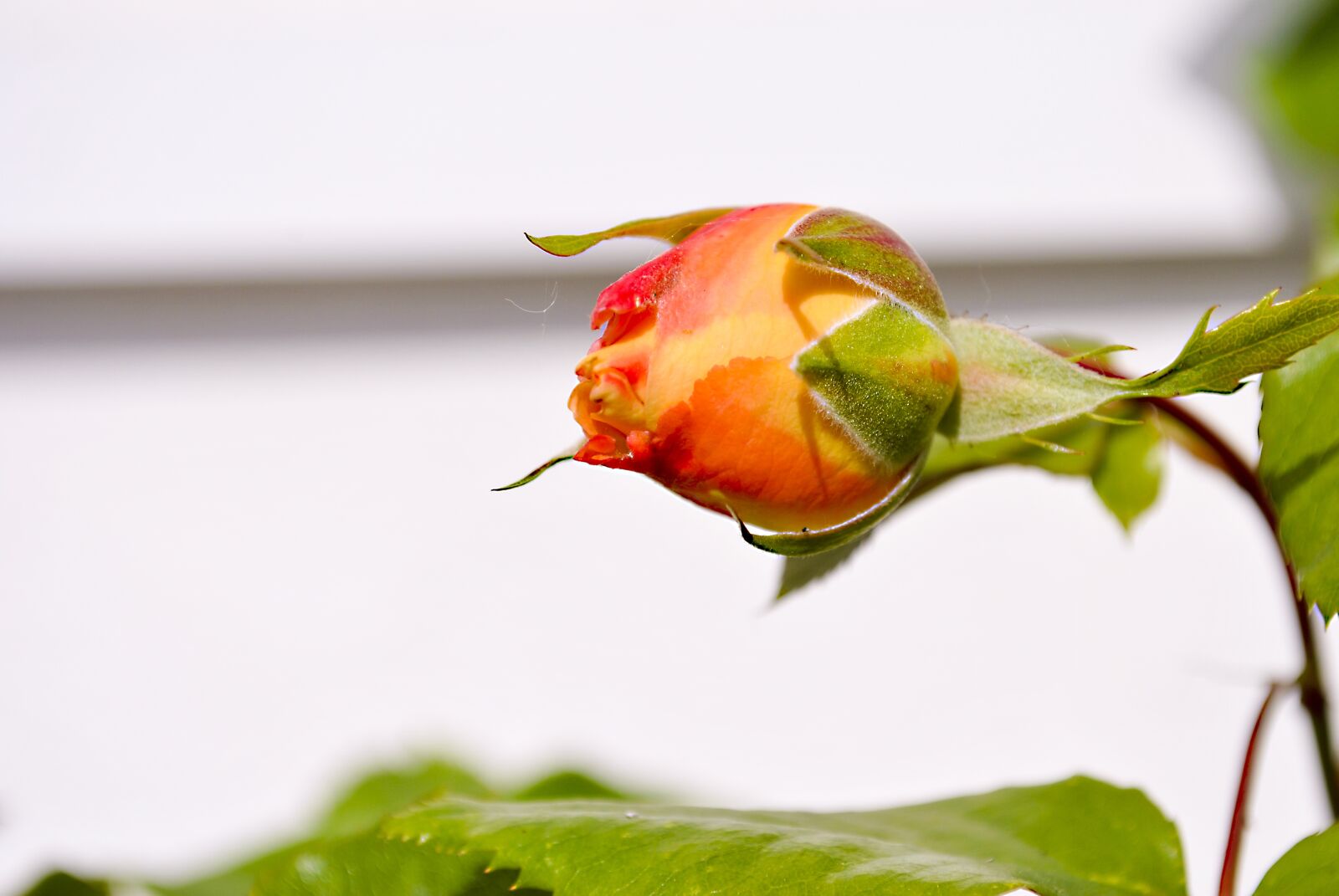 Nikon D3000 sample photo. Bud, rose, flower photography