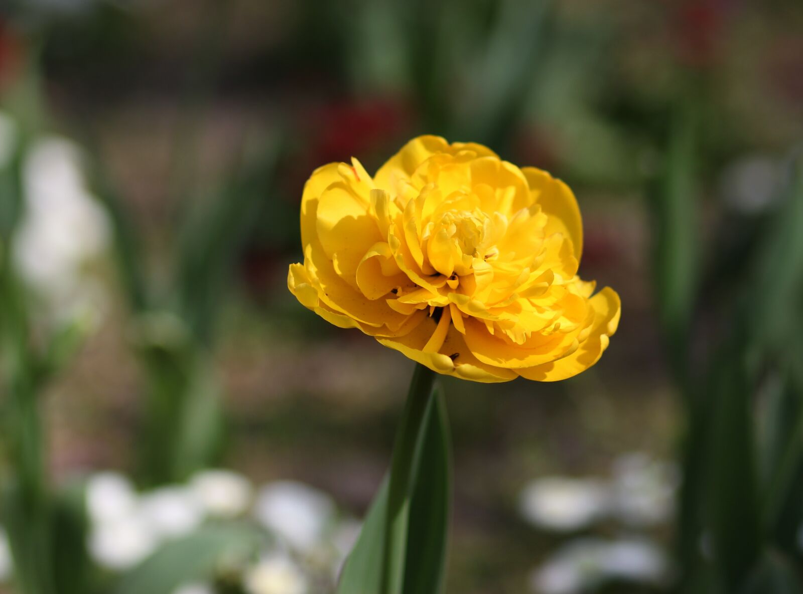 Canon EF 85mm F1.8 USM sample photo. Tulip, yellow, flowers photography