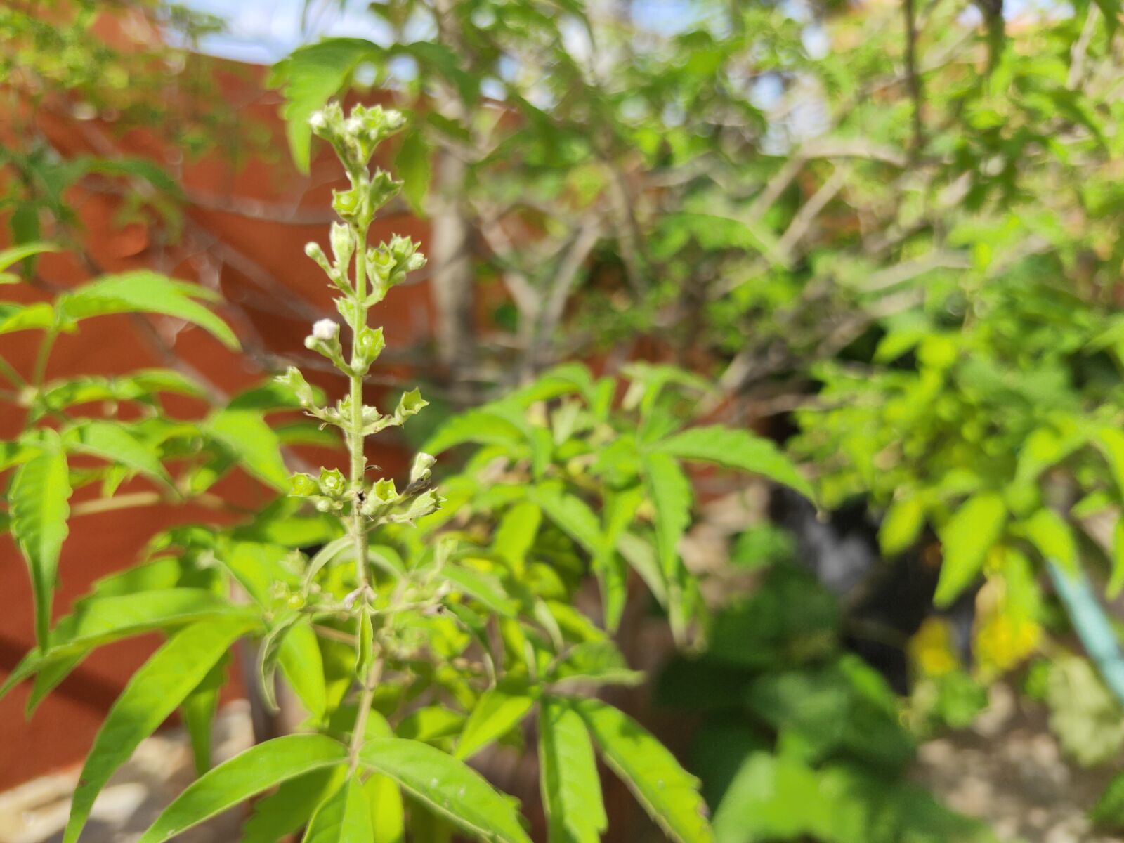 Realme 3 PRO sample photo. Lagundi, green, herbal photography