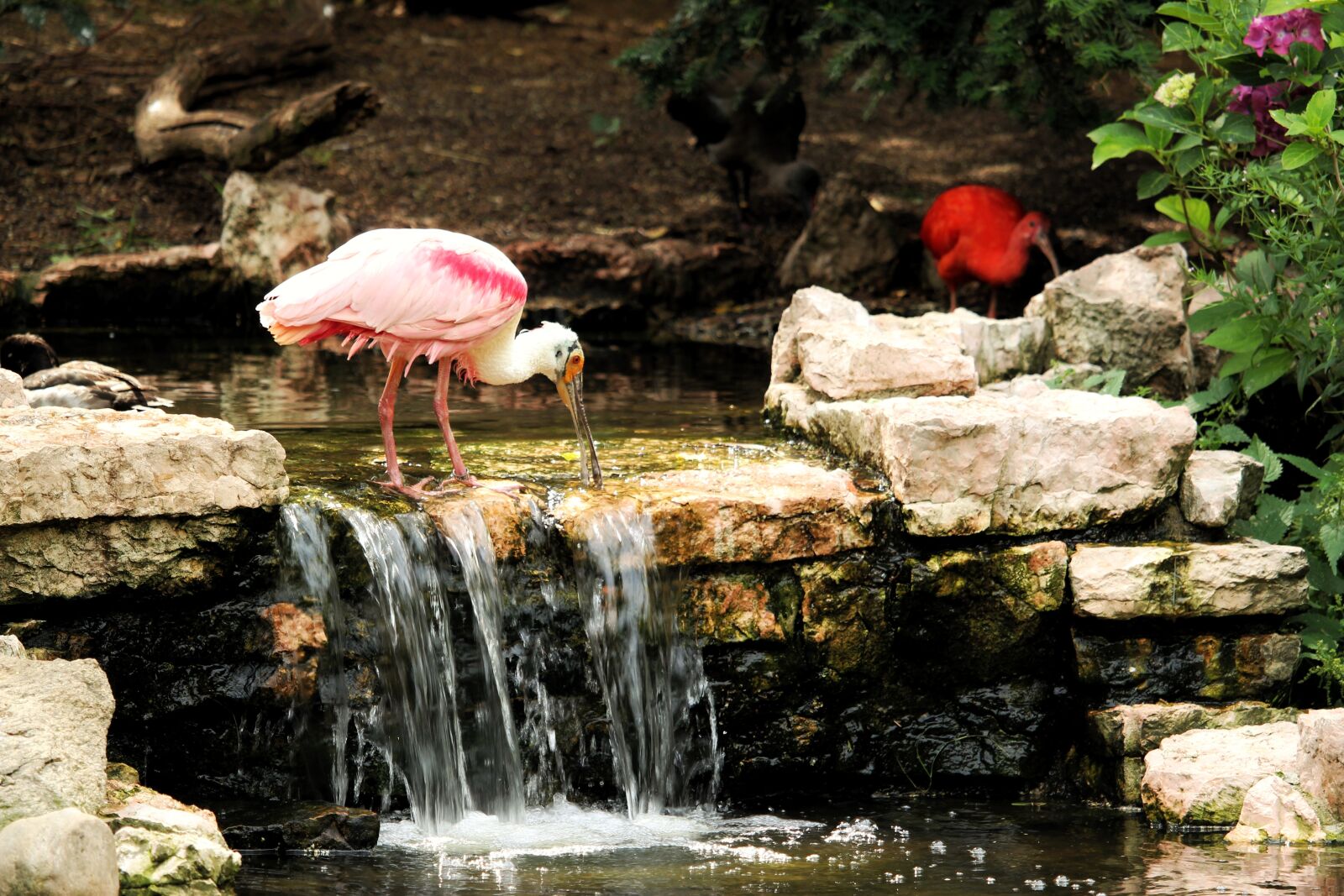 Canon EOS 1300D (EOS Rebel T6 / EOS Kiss X80) sample photo. Roseate spoonbill, l ffler photography