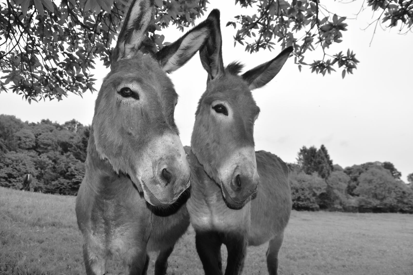 Nikon D5600 sample photo. Donkeys, black and white photography
