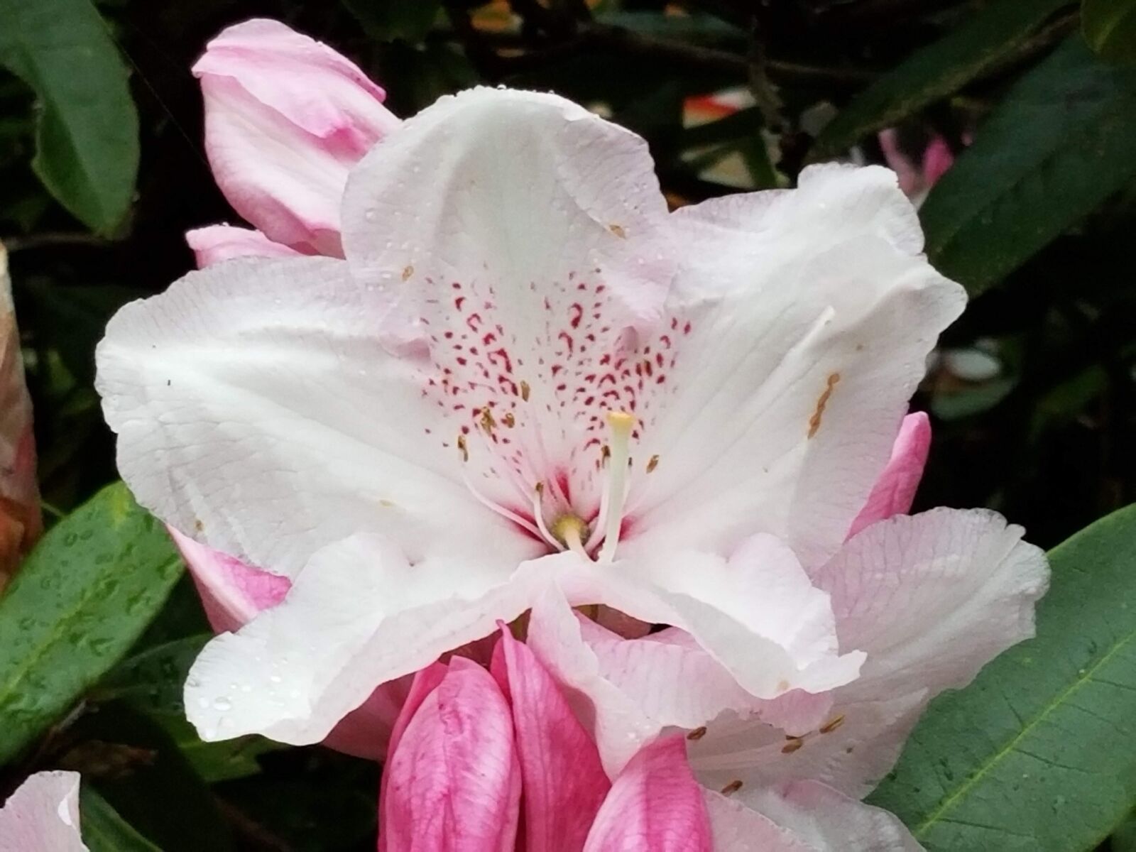 Samsung Galaxy S8 sample photo. Rhododendron, pink, spring photography