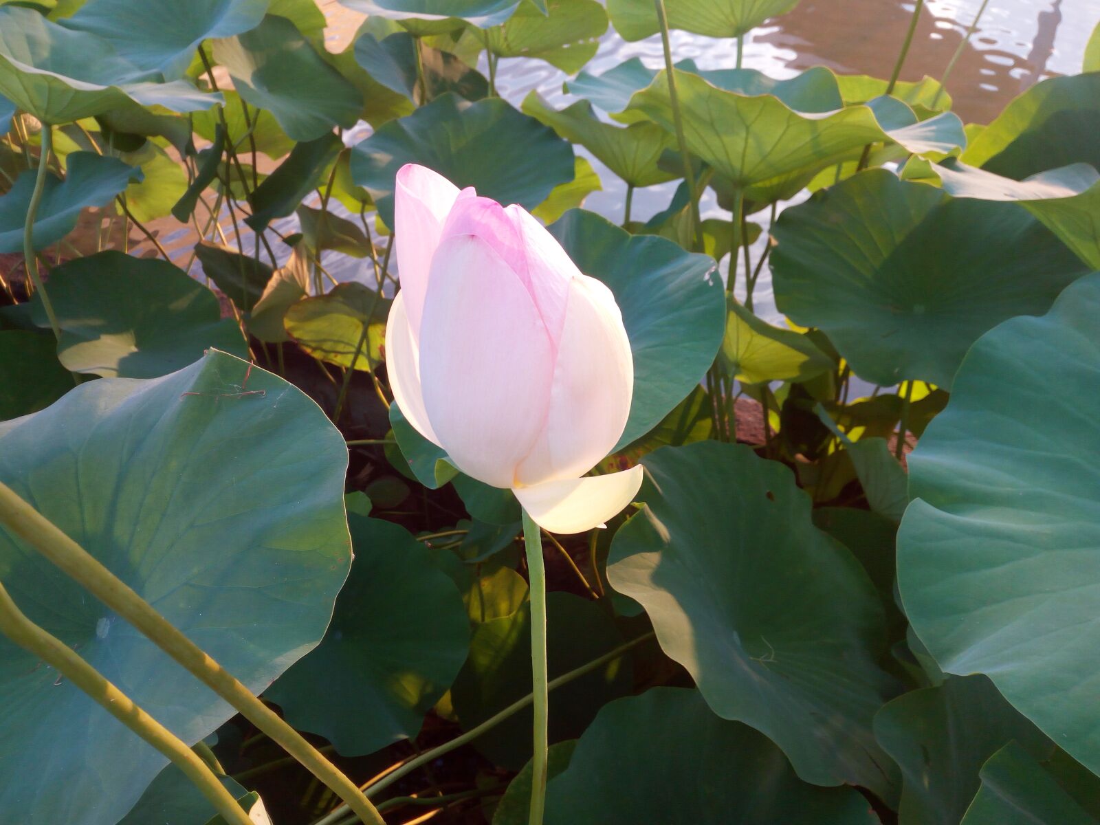 HUAWEI GR3 sample photo. Lotus, flower, lotus flower photography