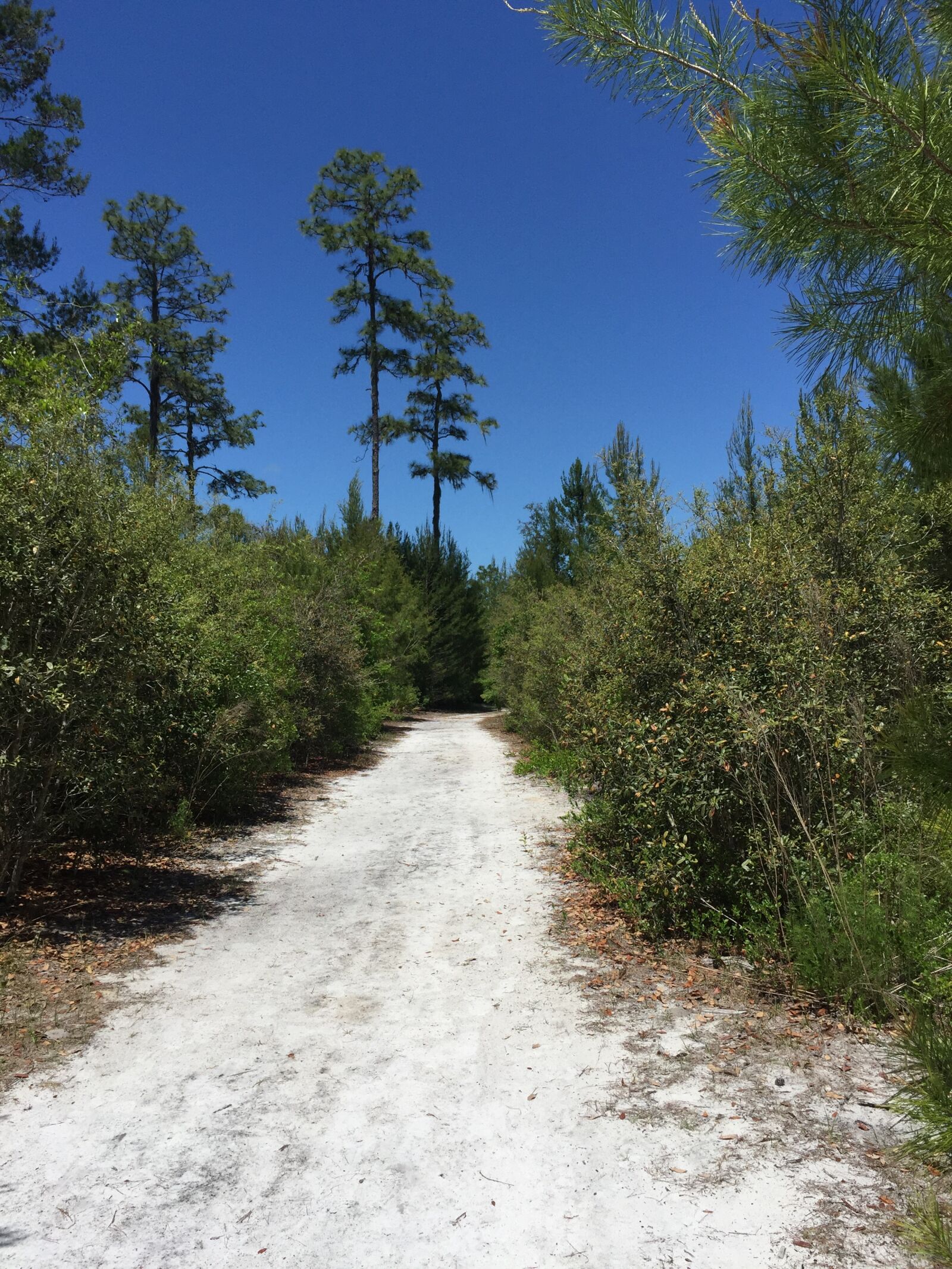 Apple iPhone 6 sample photo. Hiking, in, florida photography