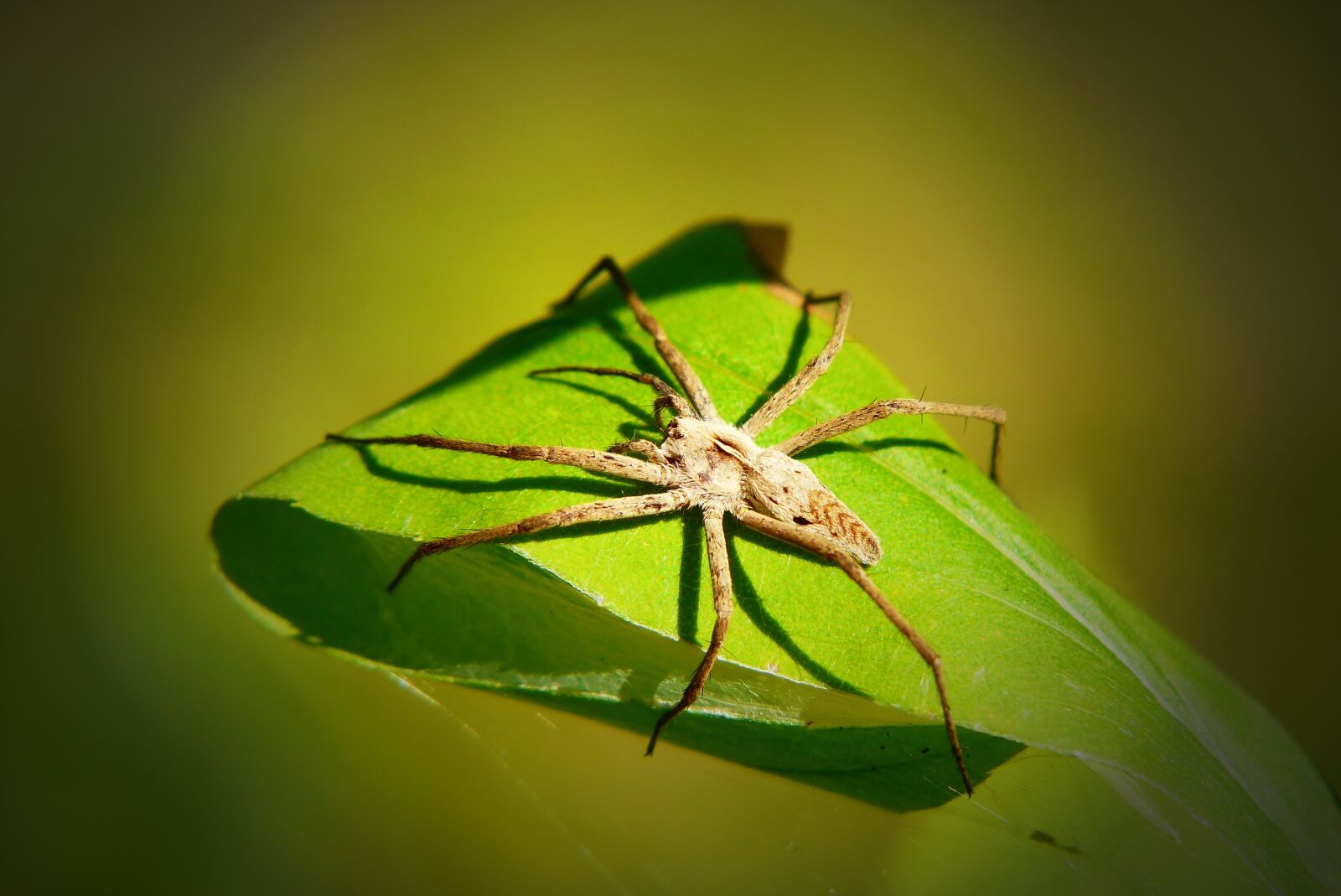 Panasonic Lumix DMC-FZ200 sample photo. Darownik wonderful, female, watching photography