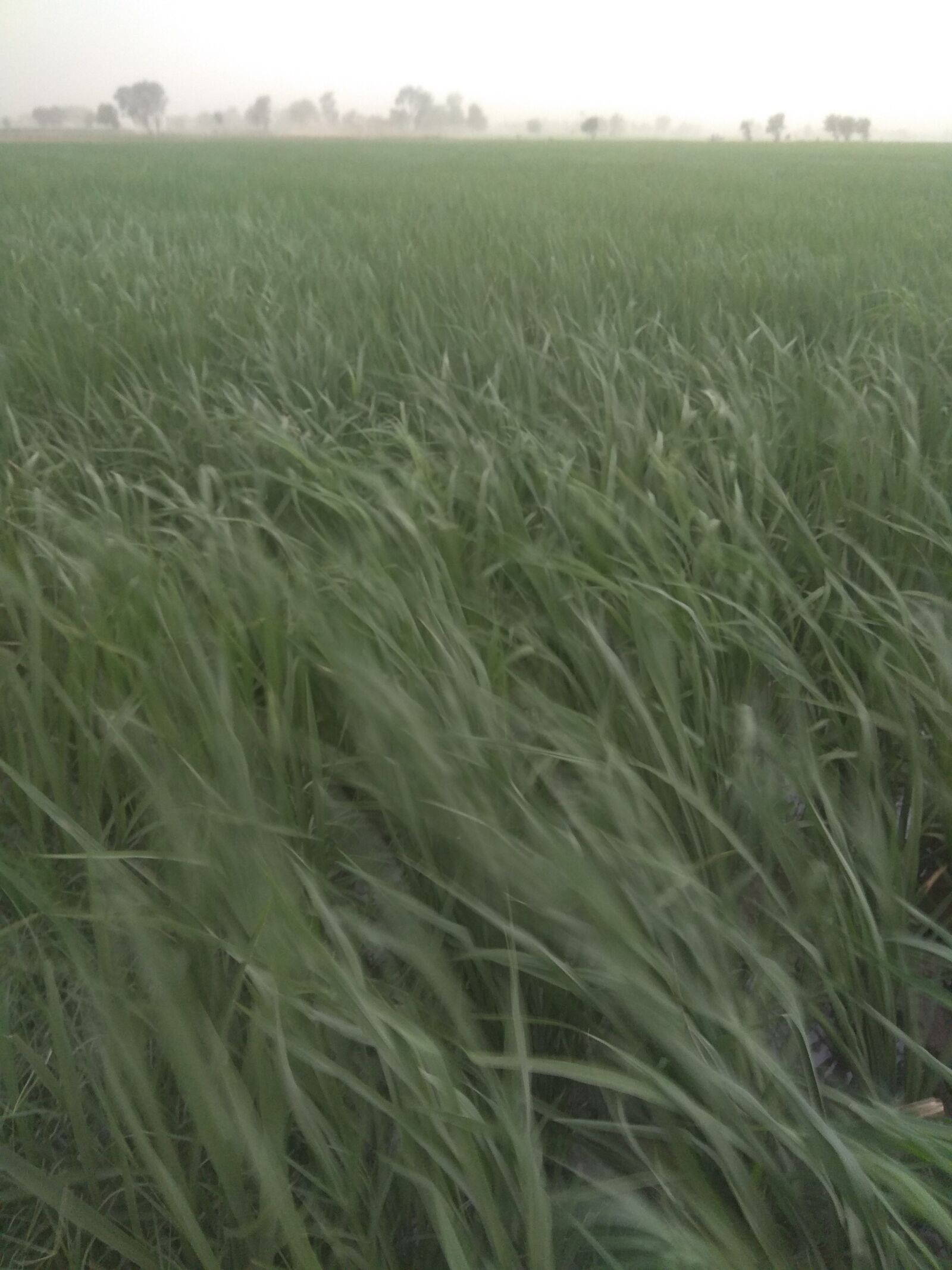 Xiaomi Redmi Note 4 sample photo. Rice fields, grass, eye photography