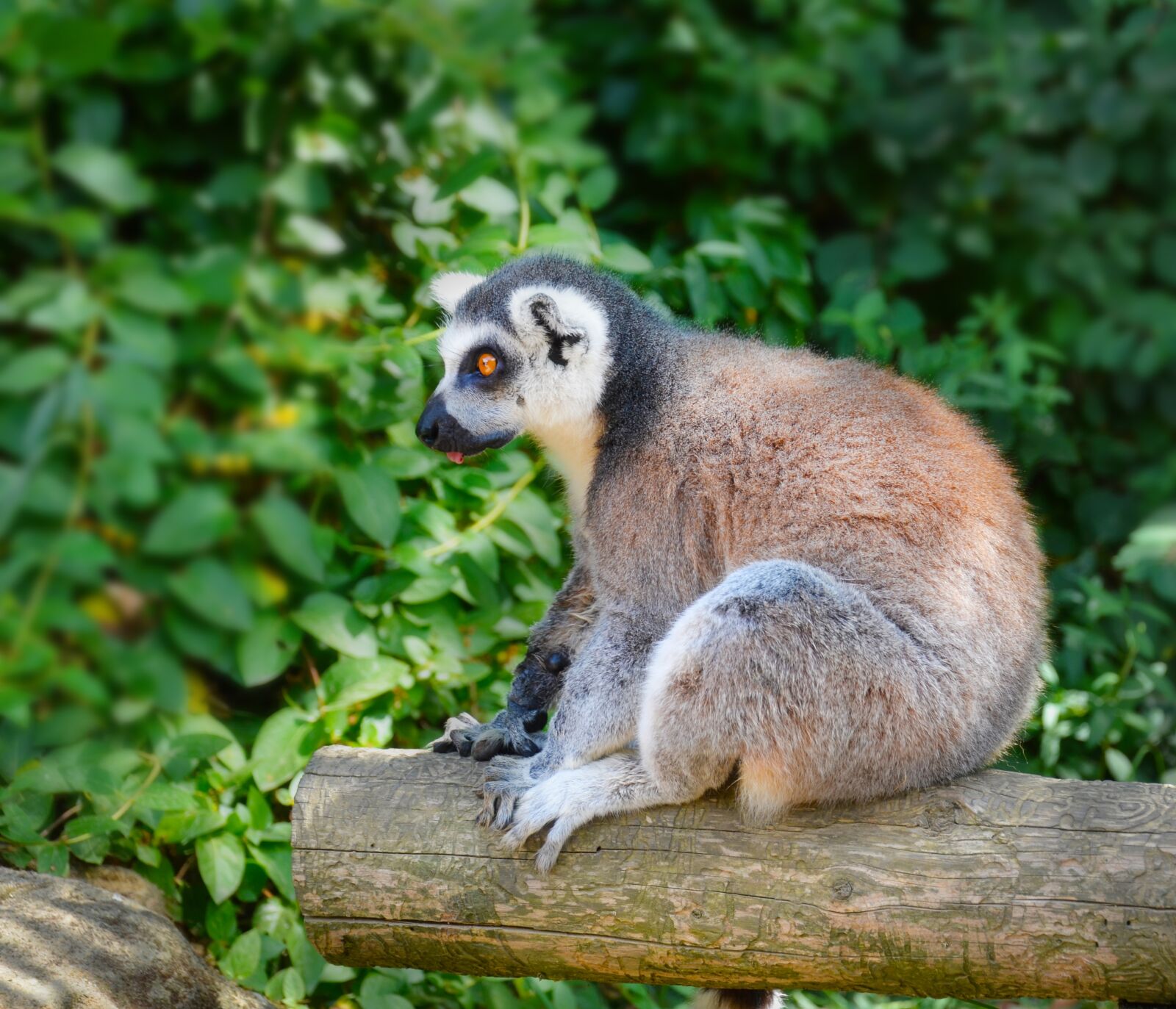Nikon D5100 sample photo. Monkey, sitting, animal photography