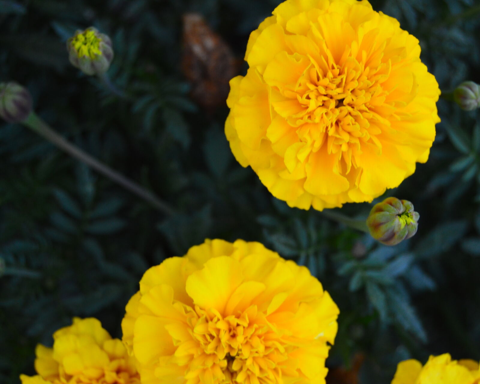 Nikon D3200 sample photo