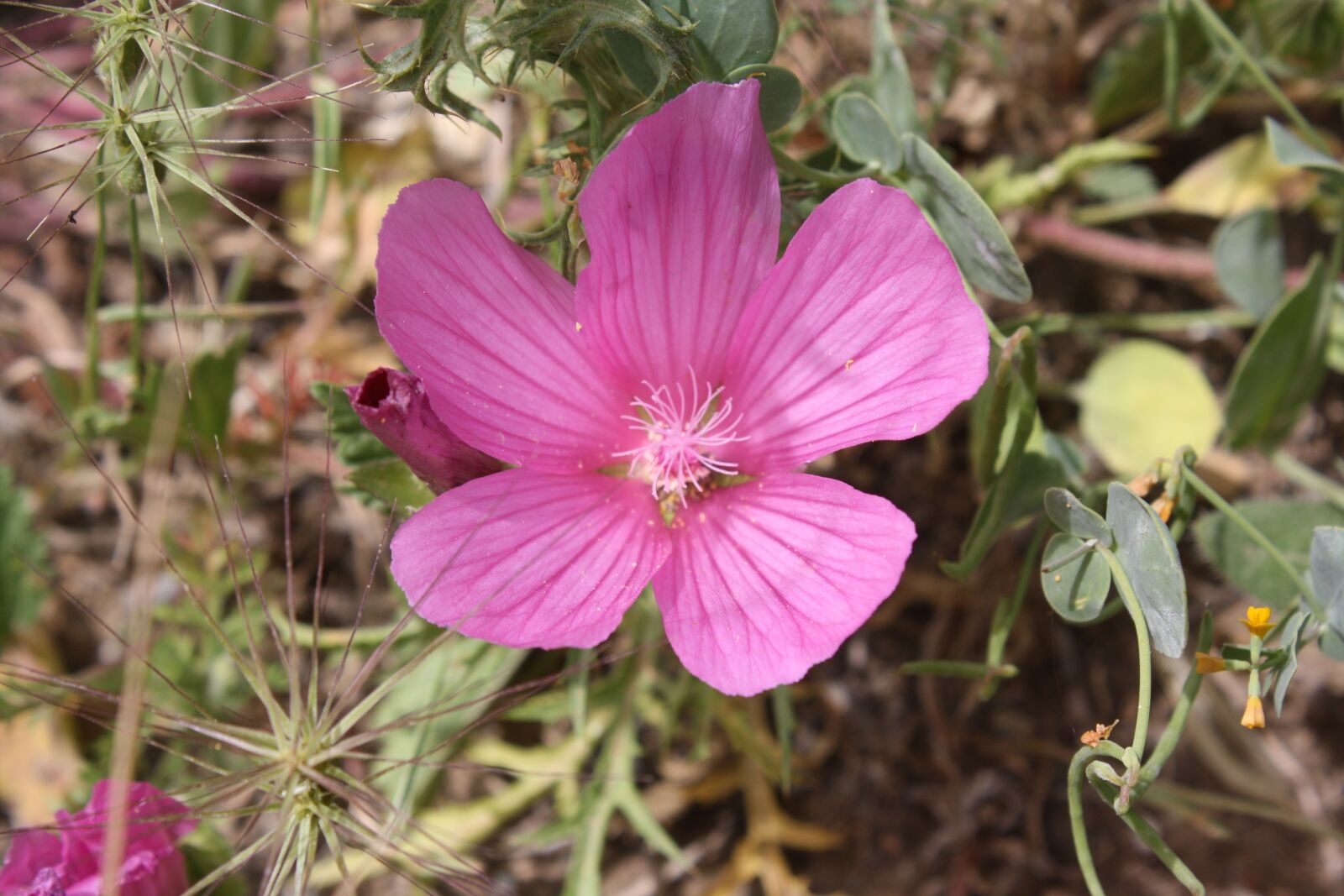 Canon EOS 1000D (EOS Digital Rebel XS / EOS Kiss F) sample photo. Flower, nature, plant photography