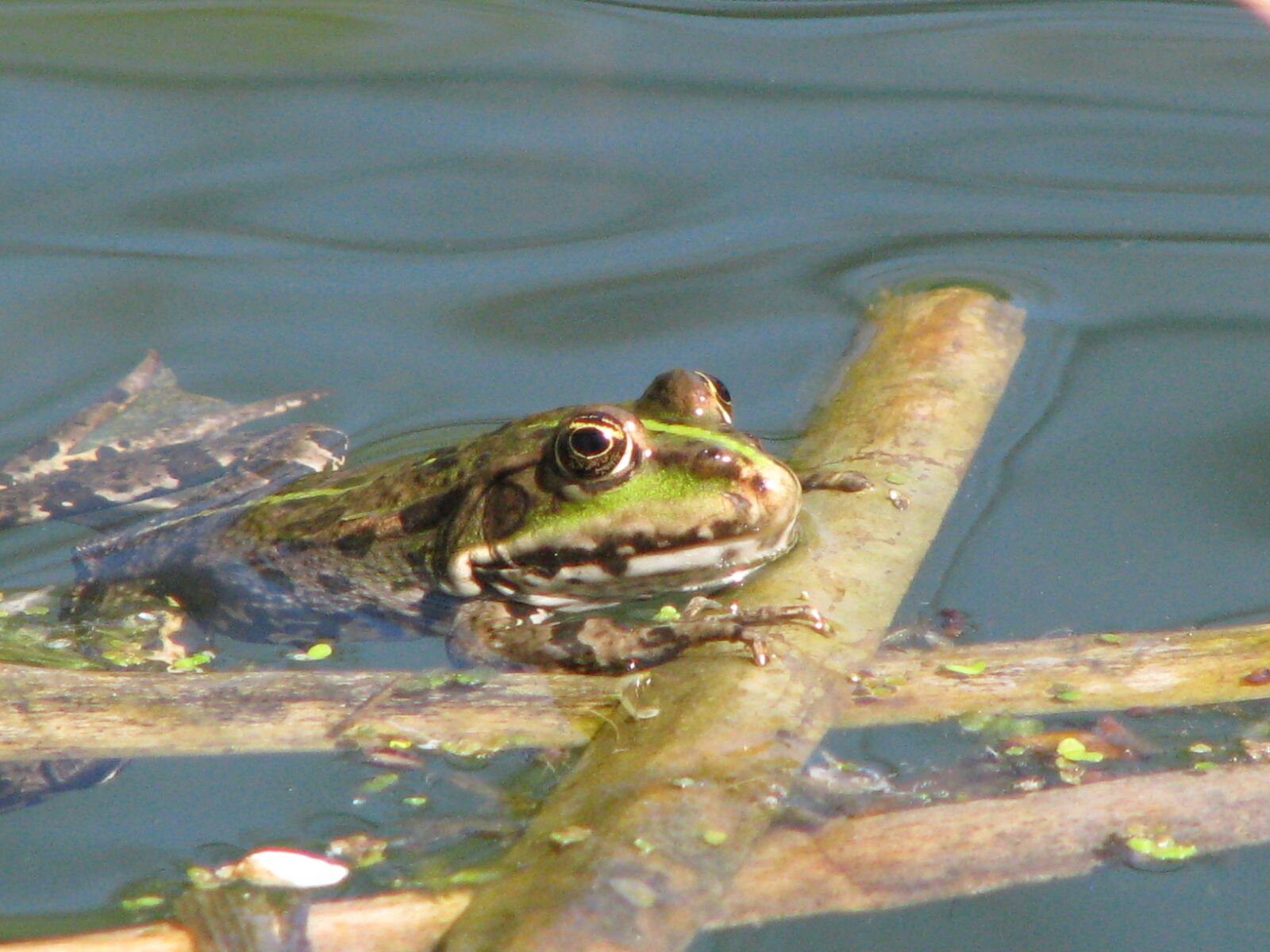 Canon POWERSHOT S5 IS sample photo. Frog, lake, water photography