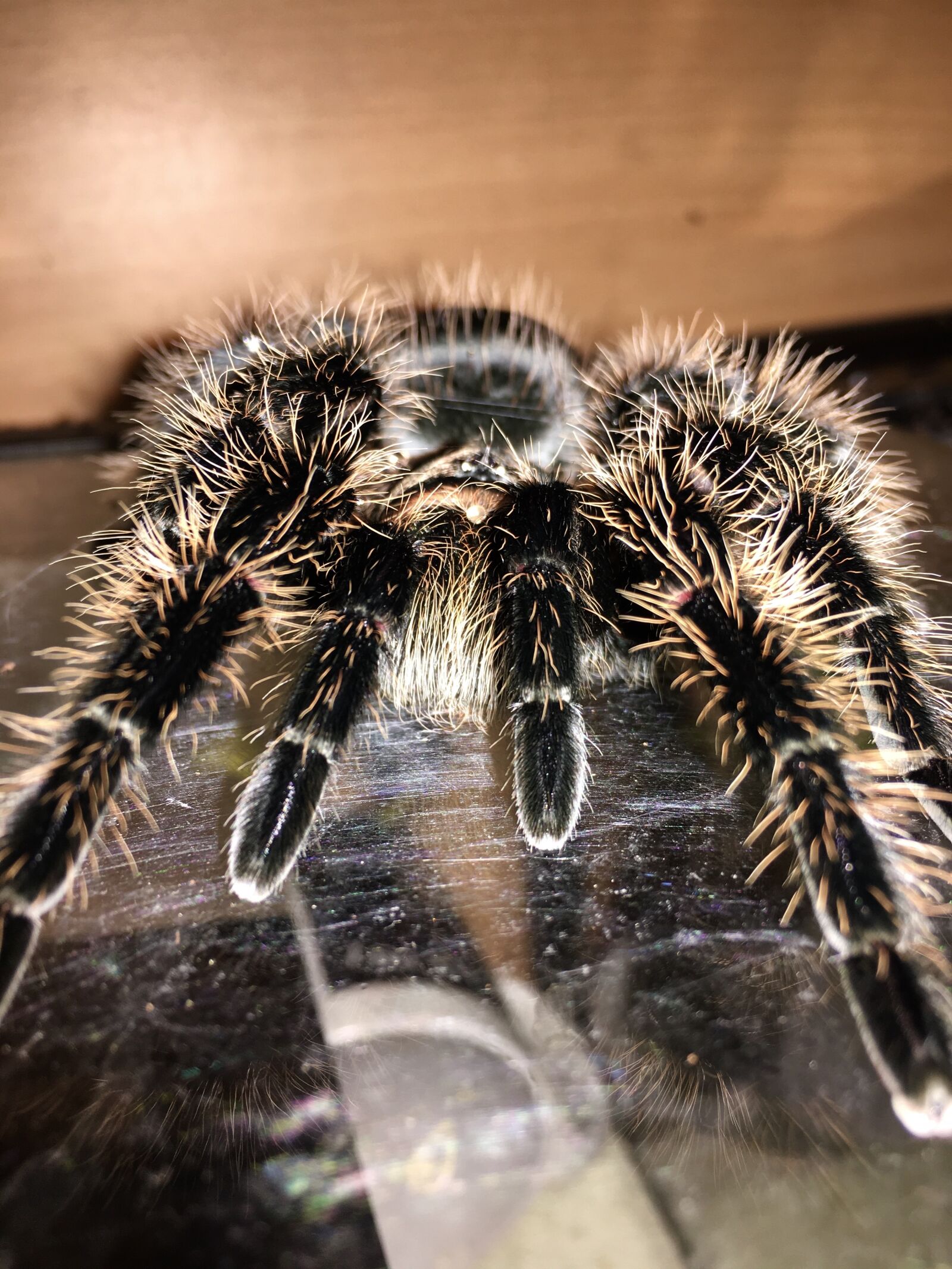 iPhone 6s Plus back camera 4.15mm f/2.2 sample photo. Tarantula, spider, macro photography