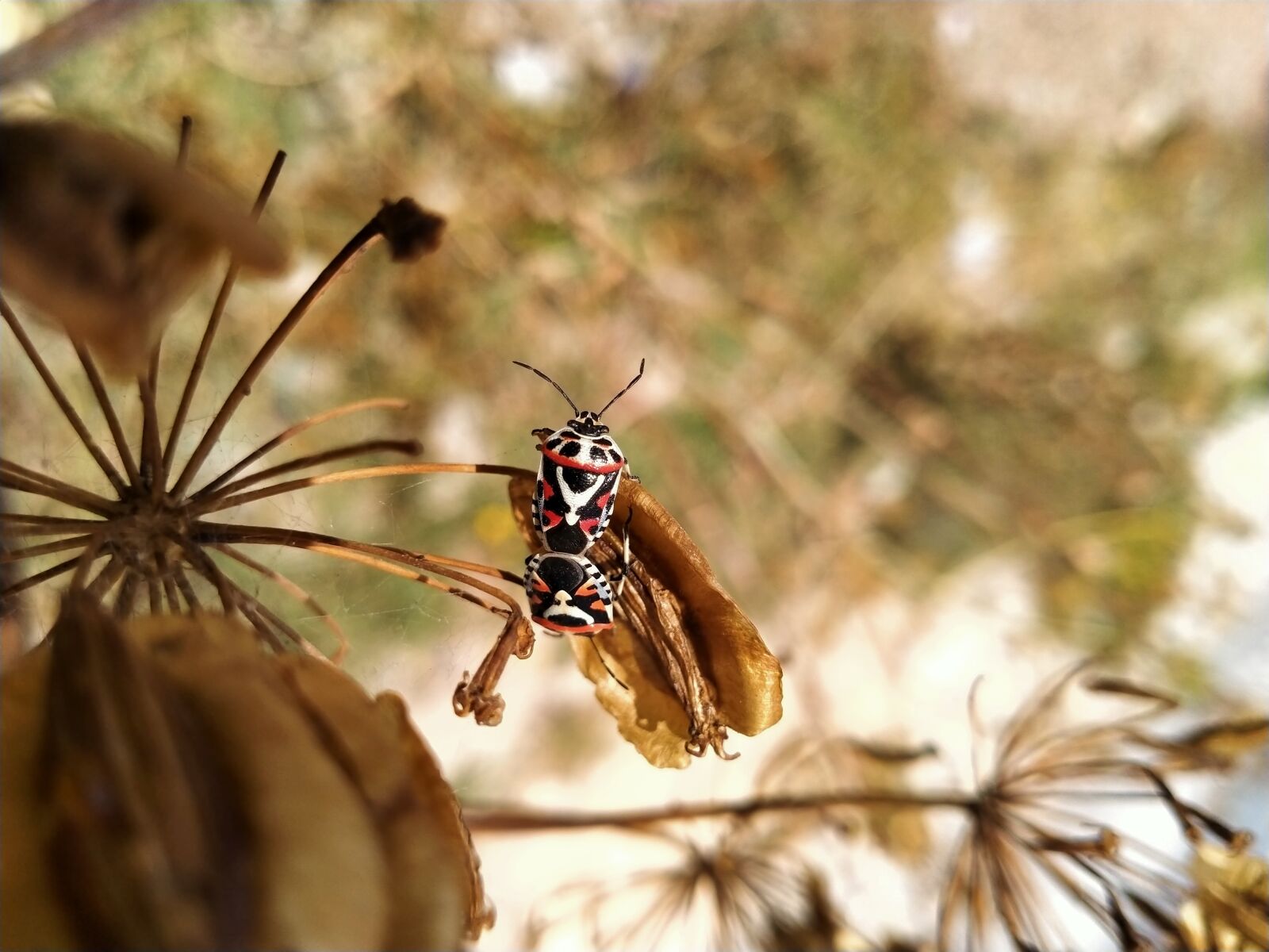 OPPO A5 2020 sample photo. Insects, cohesion, sexual photography