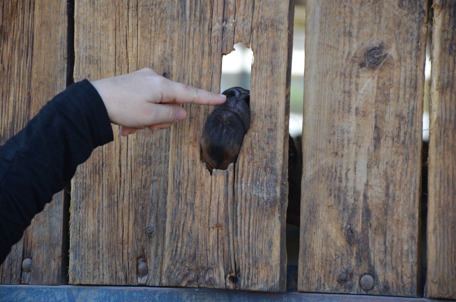 Nikon D5100 sample photo. Goat, finger, fun photography