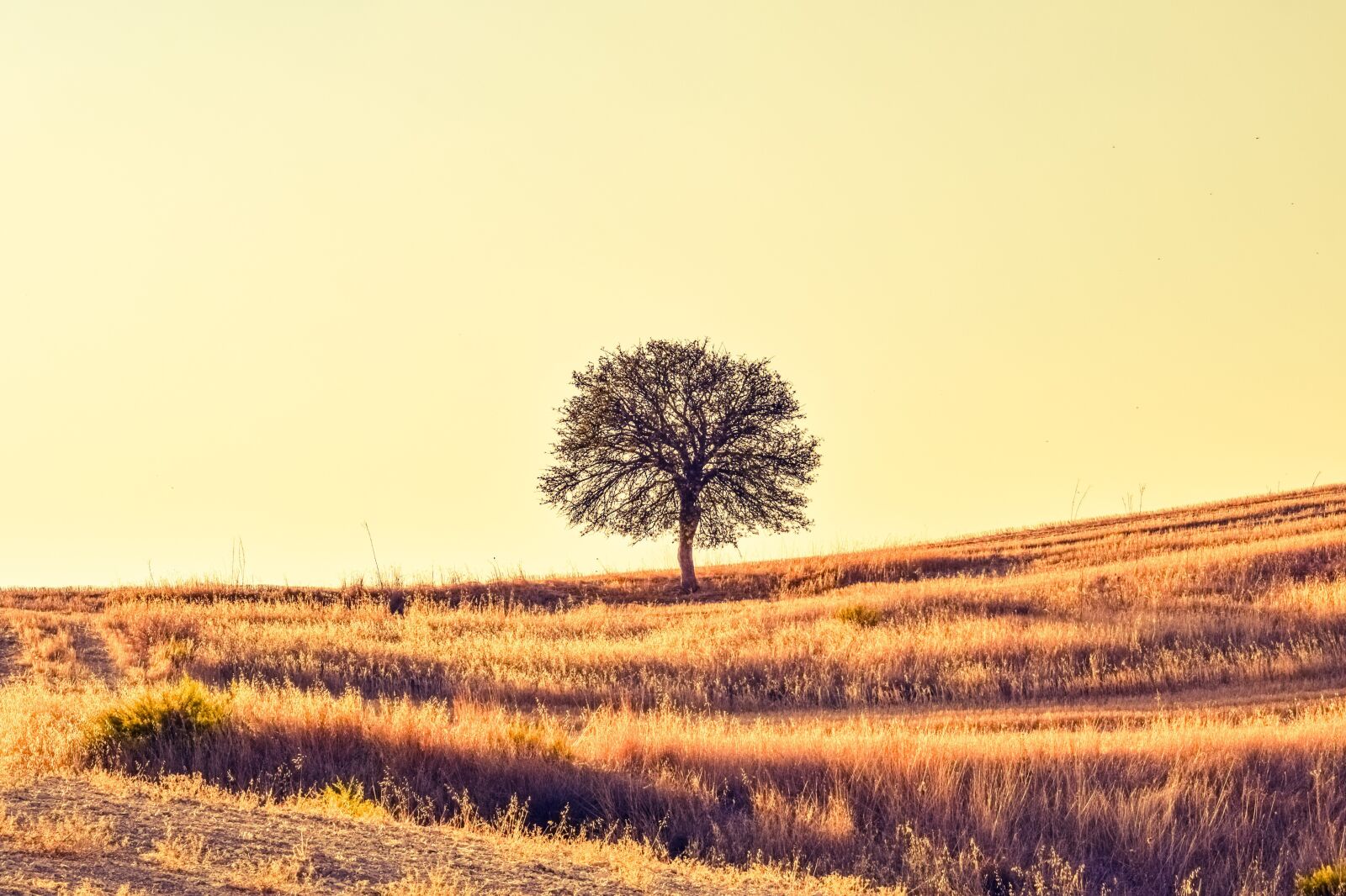 Nikon D3300 sample photo. Field, tree, sunset photography