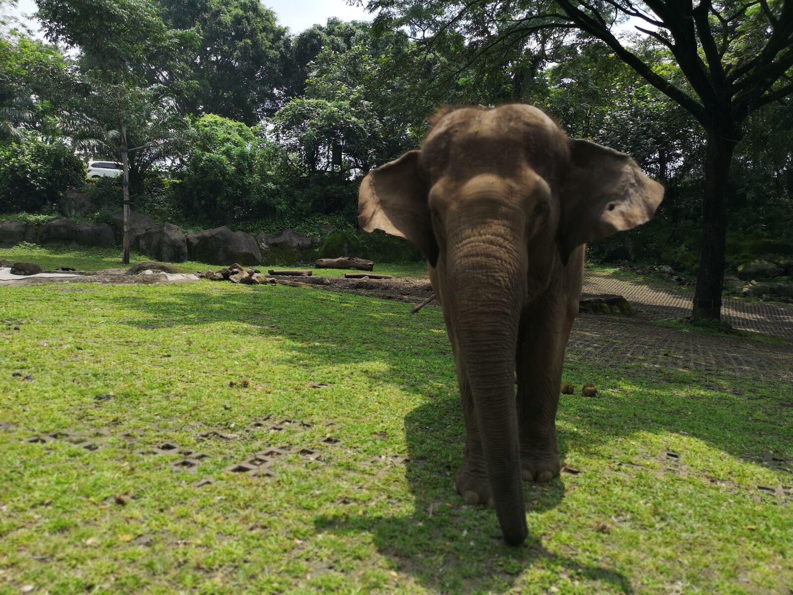 HUAWEI CLT-L29 sample photo. Elephant, large, ivory photography