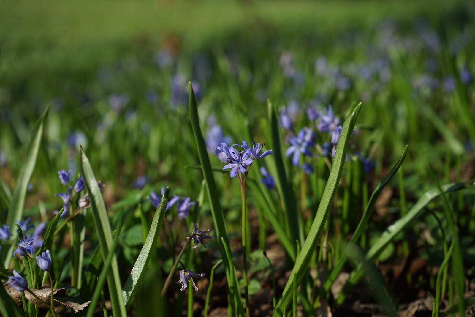 Sony a7 + Sony FE 28-70mm F3.5-5.6 OSS sample photo. Blue star, scilla, blossom photography