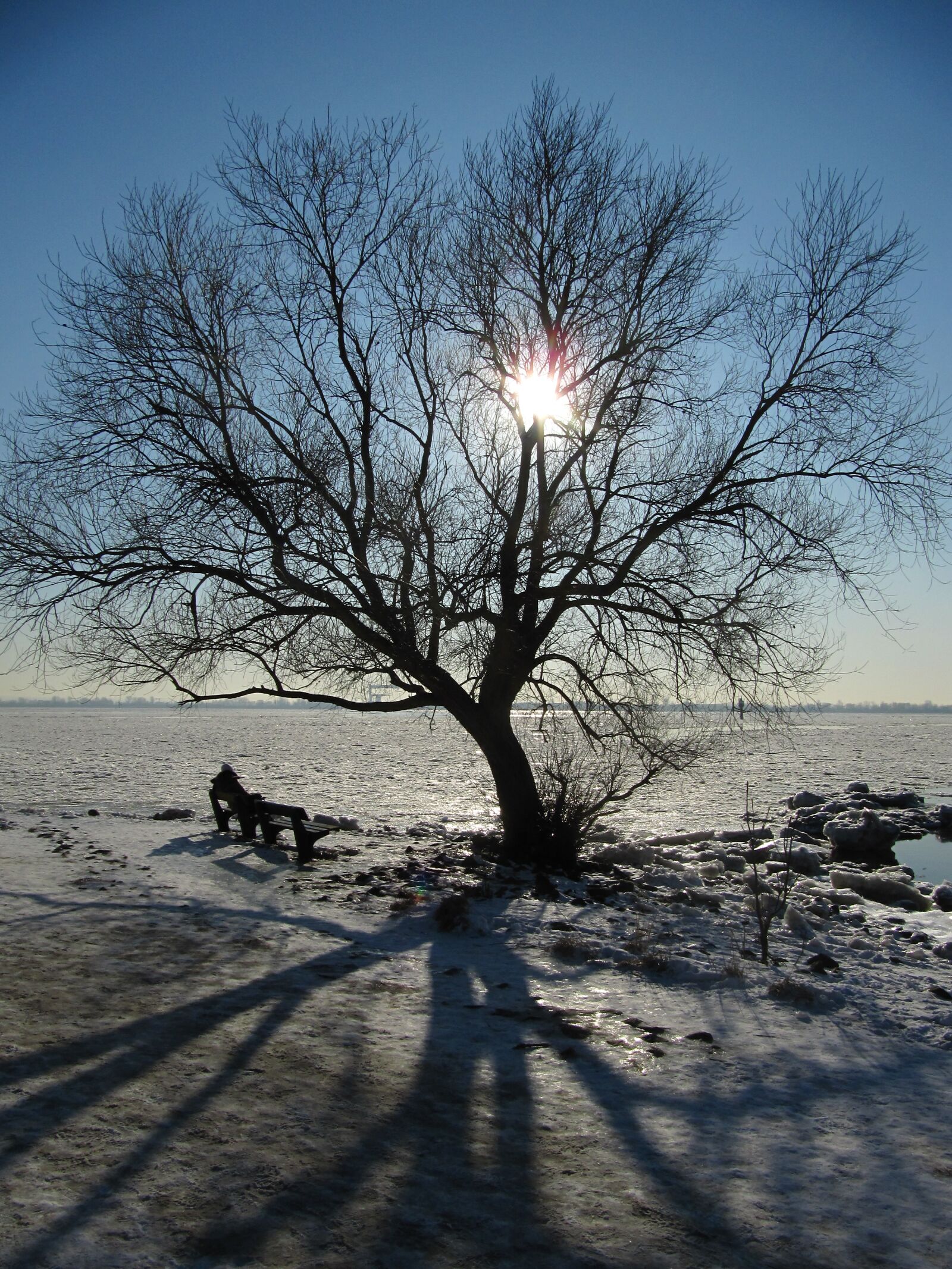Canon PowerShot SX200 IS sample photo. Winter, tree, sun photography