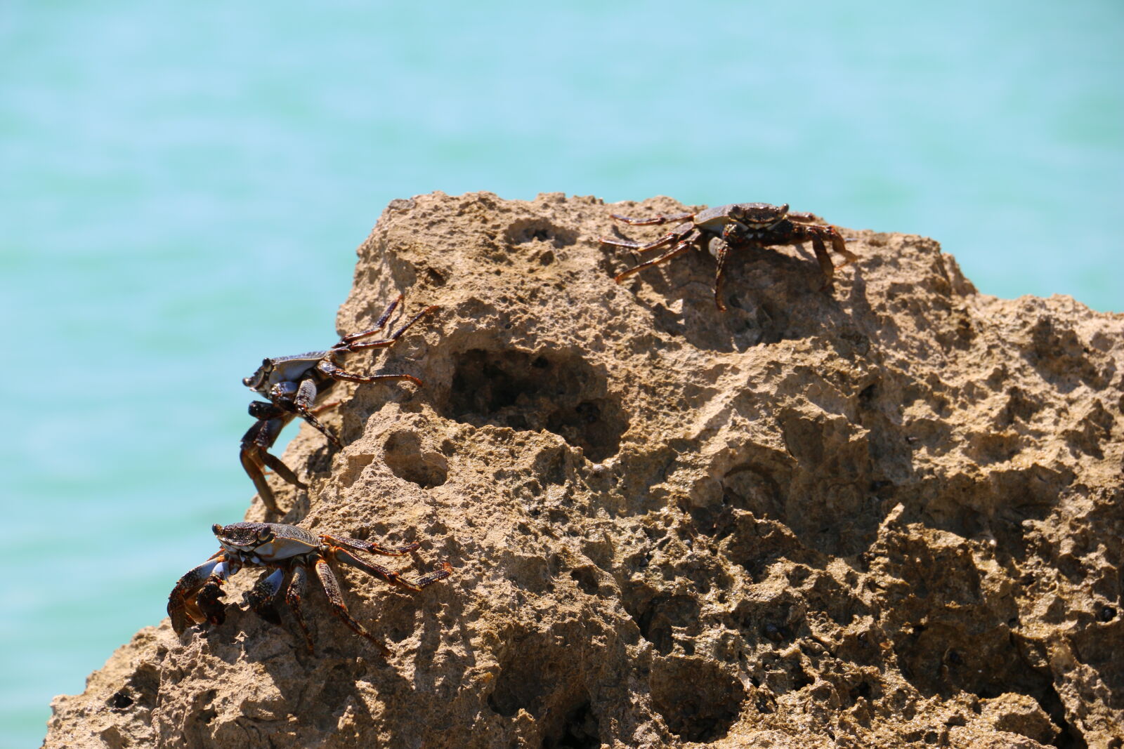 Canon EOS 70D sample photo. Crabs, miami, rock, seaside photography