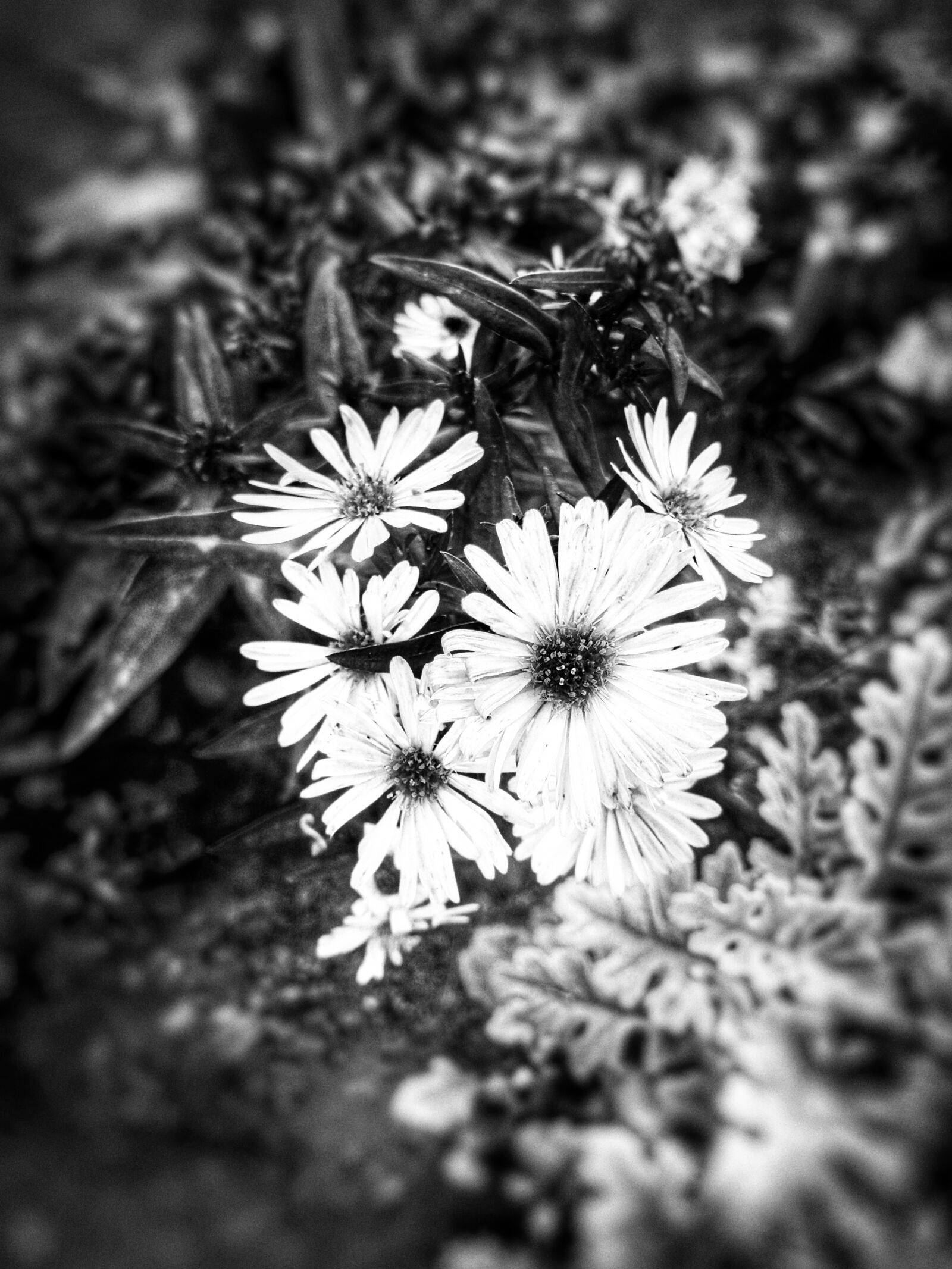 Samsung Galaxy J5 sample photo. Floral, flor, flower photography