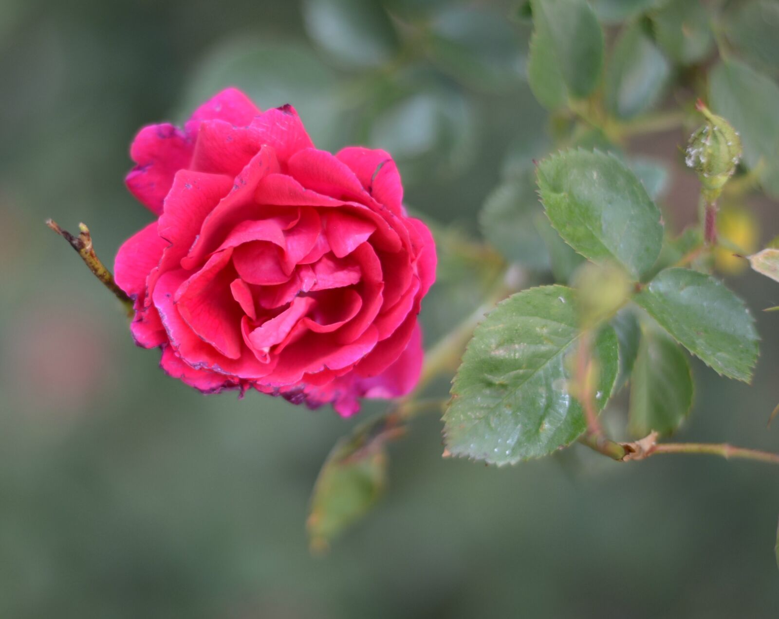 Nikon D7100 + Nikon AF-S Nikkor 50mm F1.8G sample photo. Bloom, blume, flower, pink photography