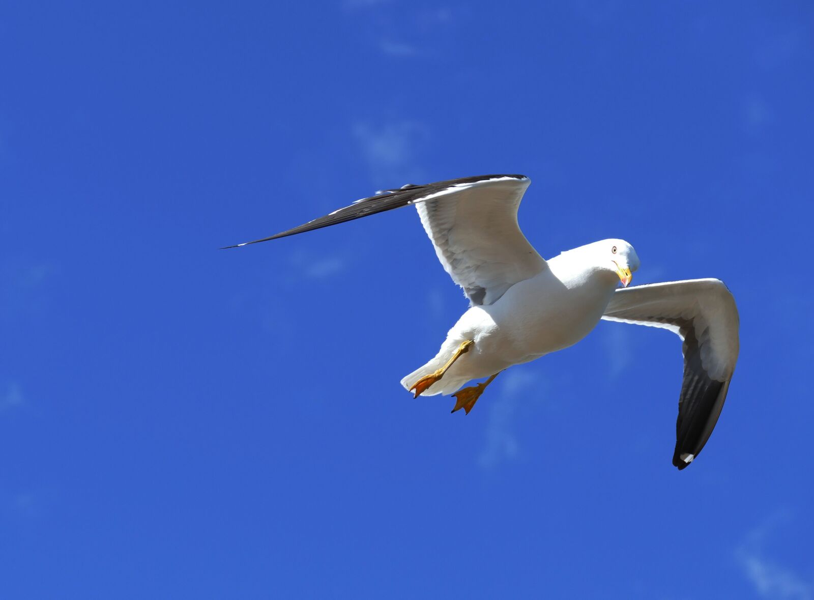Panasonic Lumix DMC-FZ1000 sample photo. Bird, flying, seagull photography