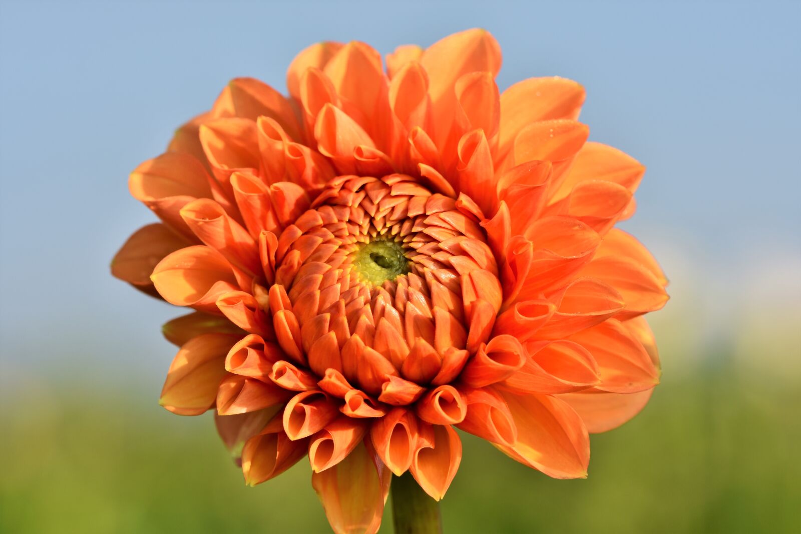 Nikon D7200 sample photo. Dahlia, dahlias bud, flower photography