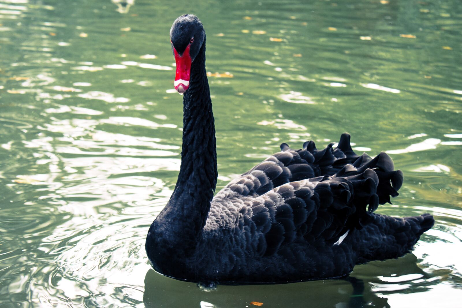 Canon EOS 500D (EOS Rebel T1i / EOS Kiss X3) sample photo. Black swan, lake, swan photography