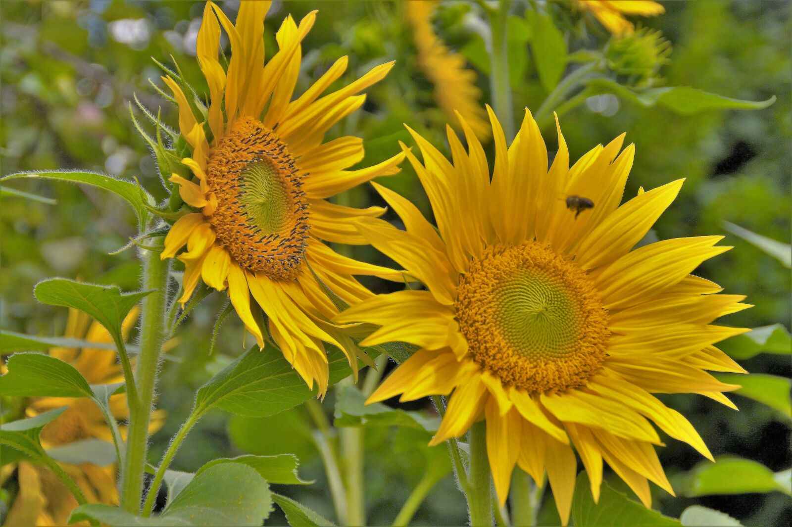 Sony SLT-A58 sample photo. Sunflower, yellow, the shining photography
