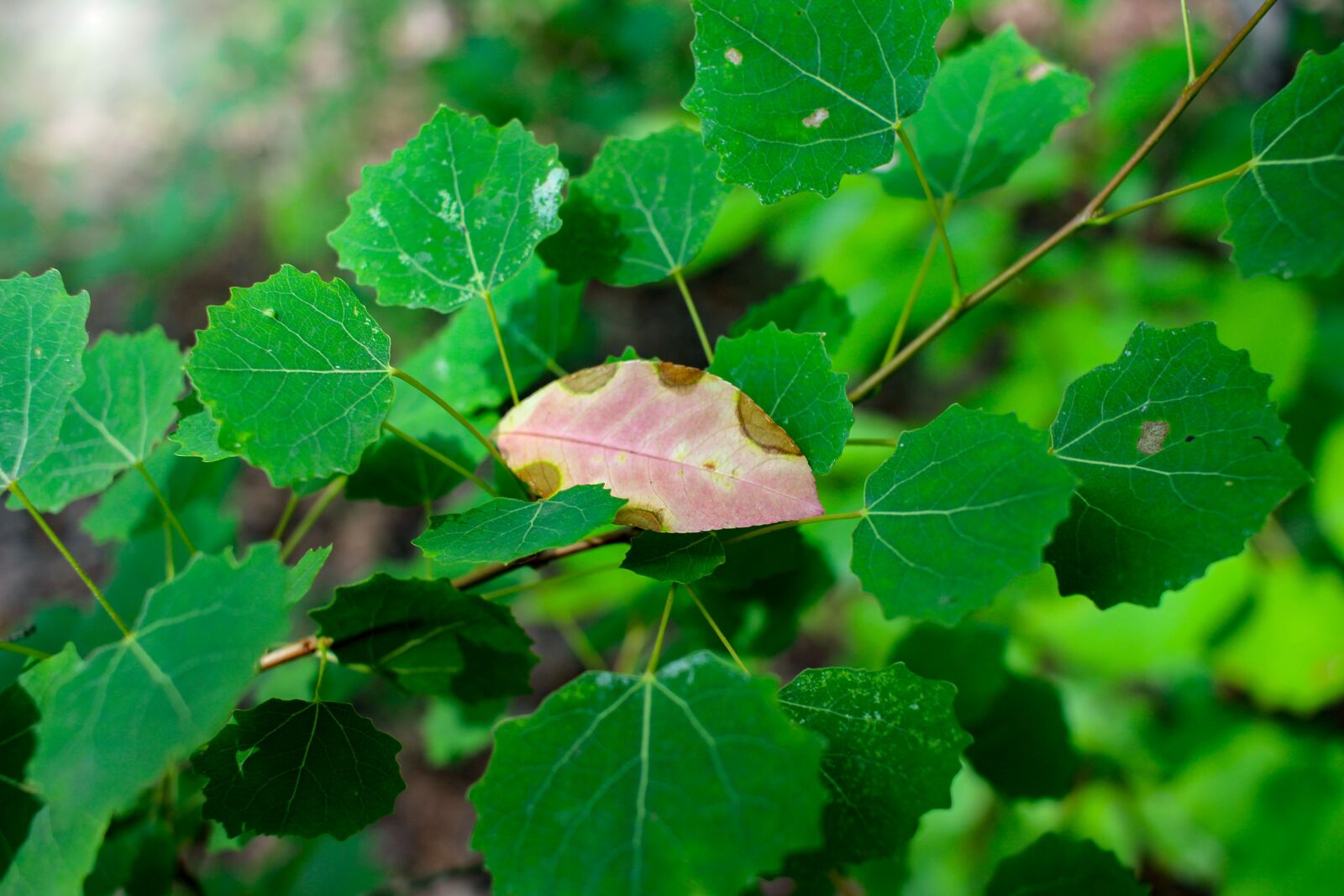 Canon EF-S 24mm F2.8 STM sample photo. Summer, color, leaves photography