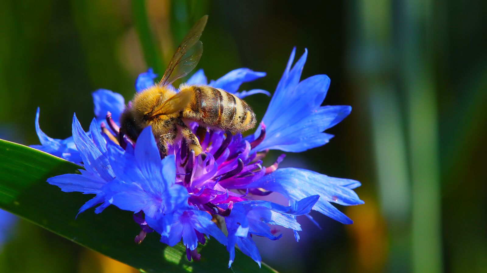 Canon EOS M50 (EOS Kiss M) sample photo. Bee, insect, cornflower photography