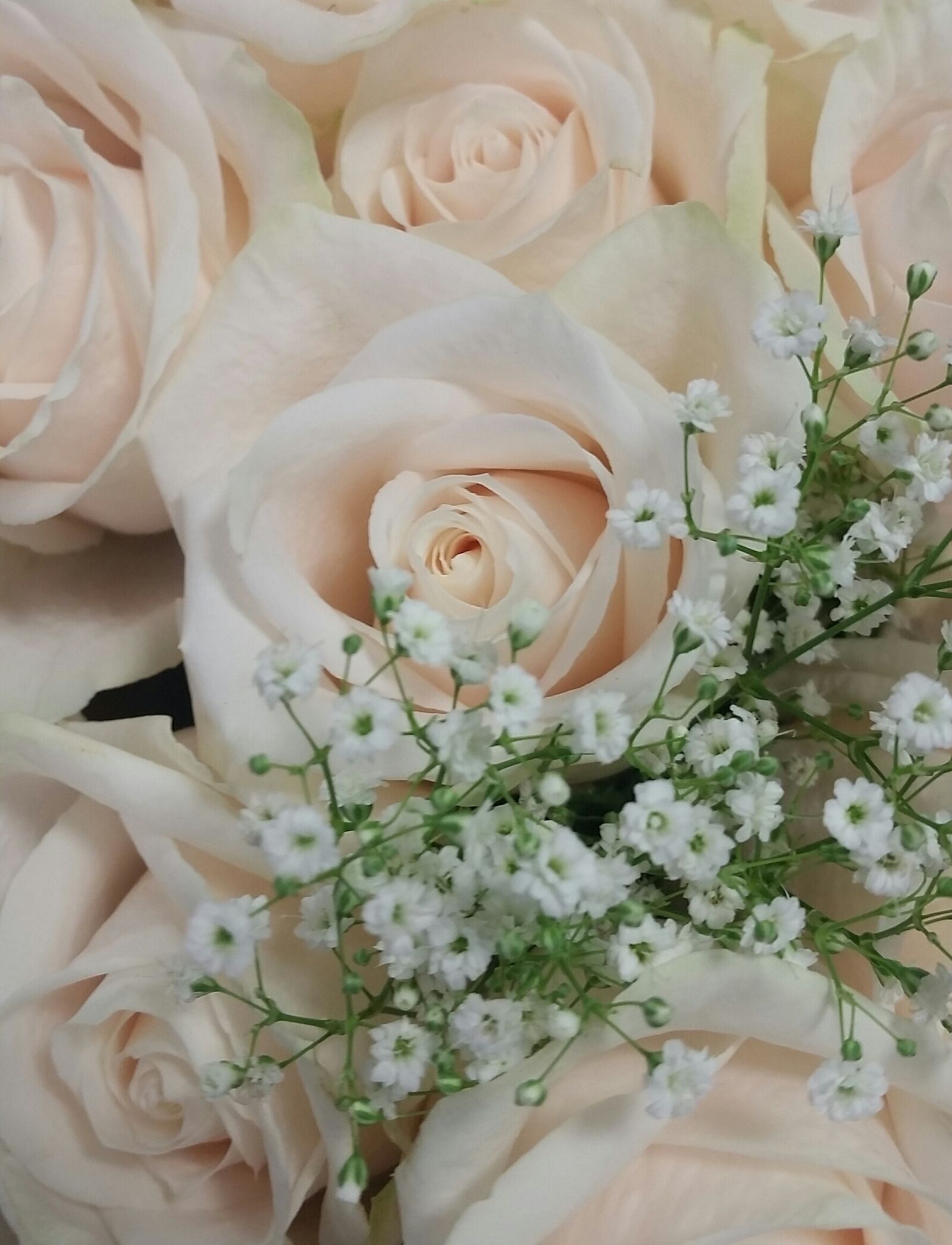 Samsung Galaxy S5 sample photo. With roses, white flowers photography