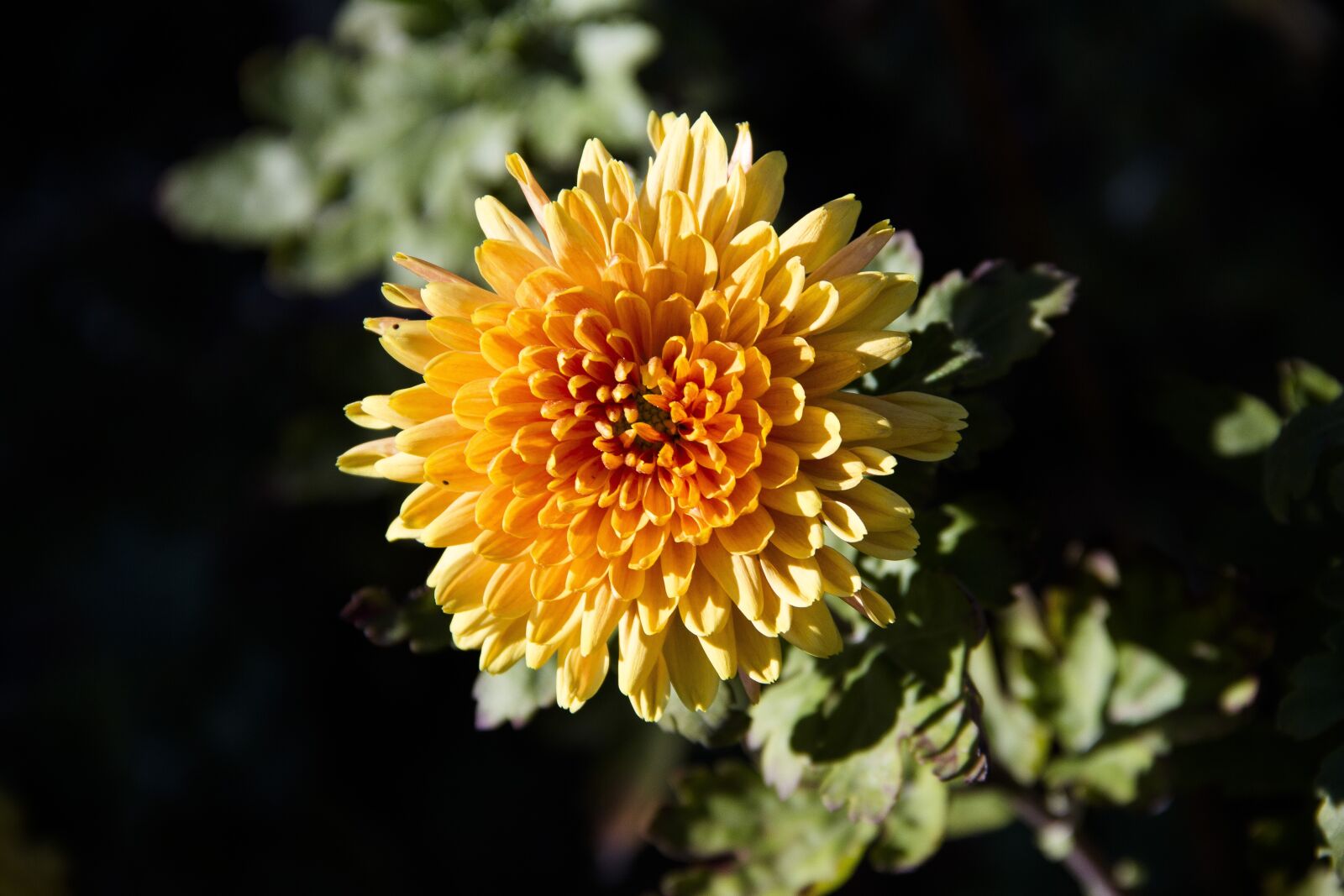 Canon EOS 650D (EOS Rebel T4i / EOS Kiss X6i) sample photo. Chrysanthemum, flower, flowers photography