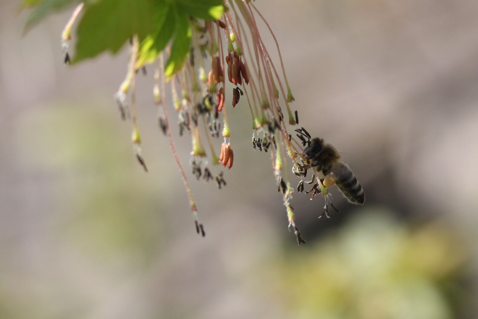 Canon EF-S 60mm F2.8 Macro USM sample photo. Bee, flight, pollination photography