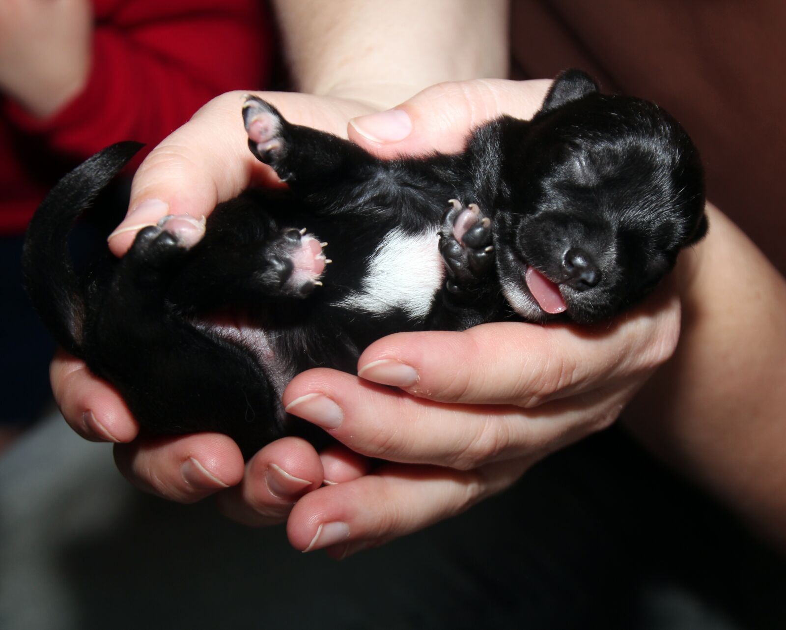 Canon EOS 600D (Rebel EOS T3i / EOS Kiss X5) sample photo. Puppy, black puppy, dog photography