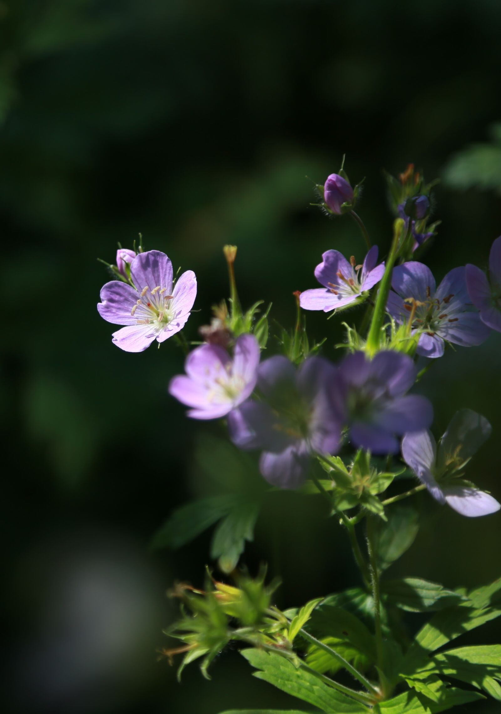 Canon EOS 6D + Canon EF 24-105mm F4L IS USM sample photo. This cranesbill, rats seed photography