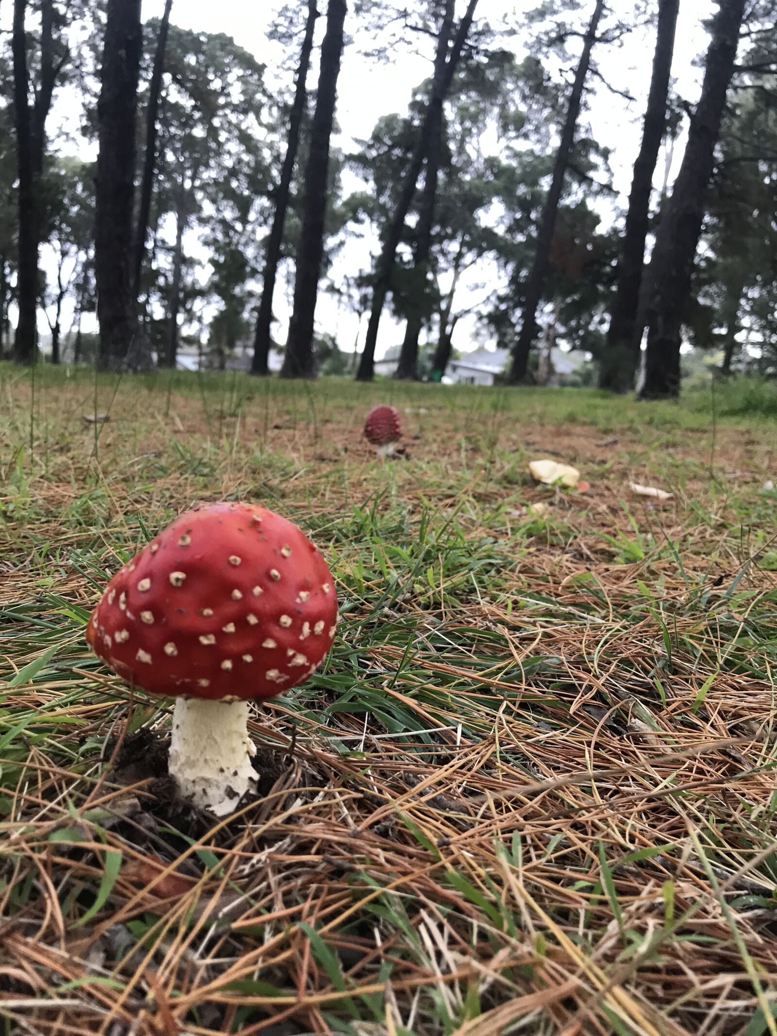 iPhone 7 Plus back dual camera 3.99mm f/1.8 sample photo. Mushroom, red, forest photography