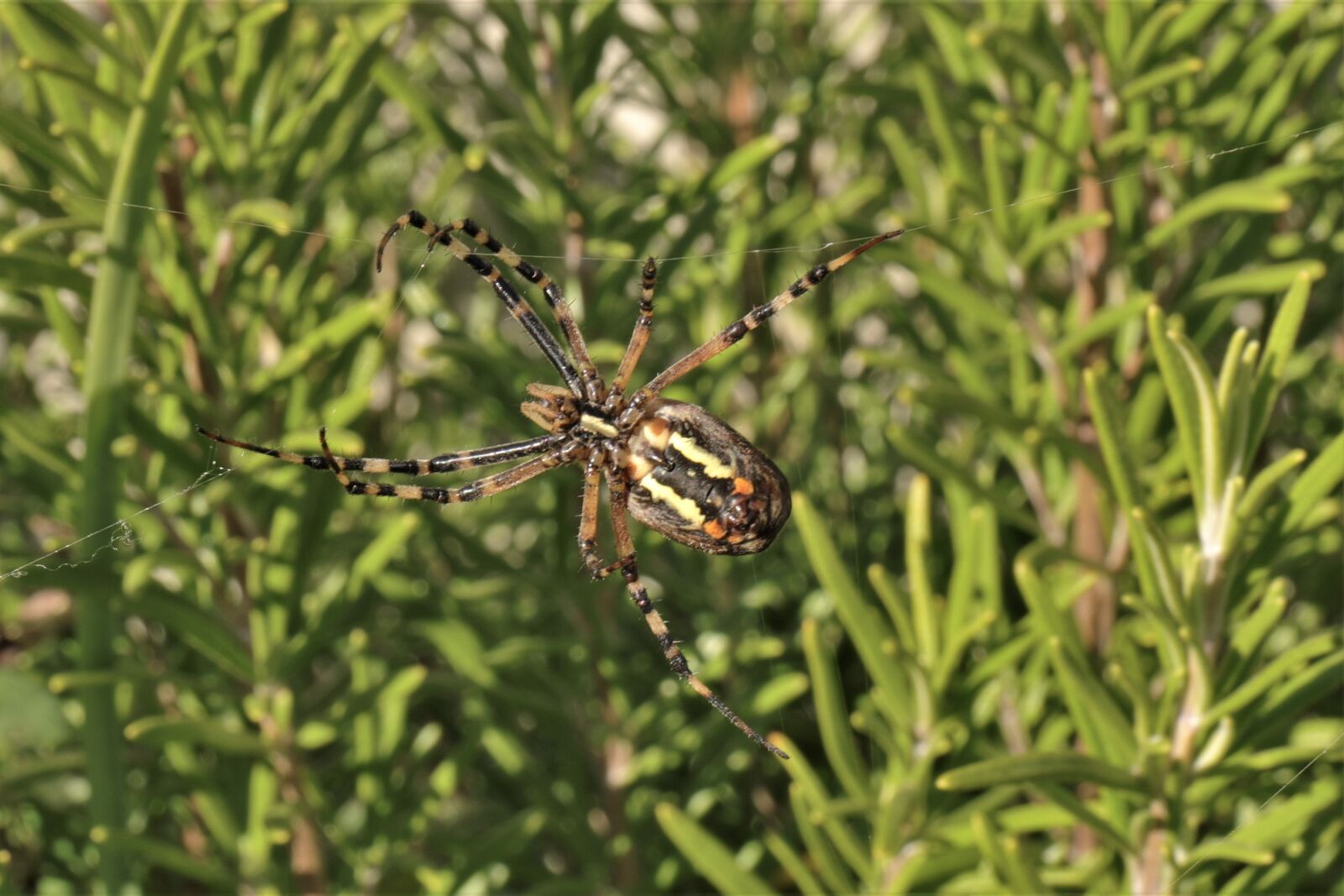 Canon EF 24-70mm F4L IS USM sample photo. Wasp spider, spider, cobweb photography
