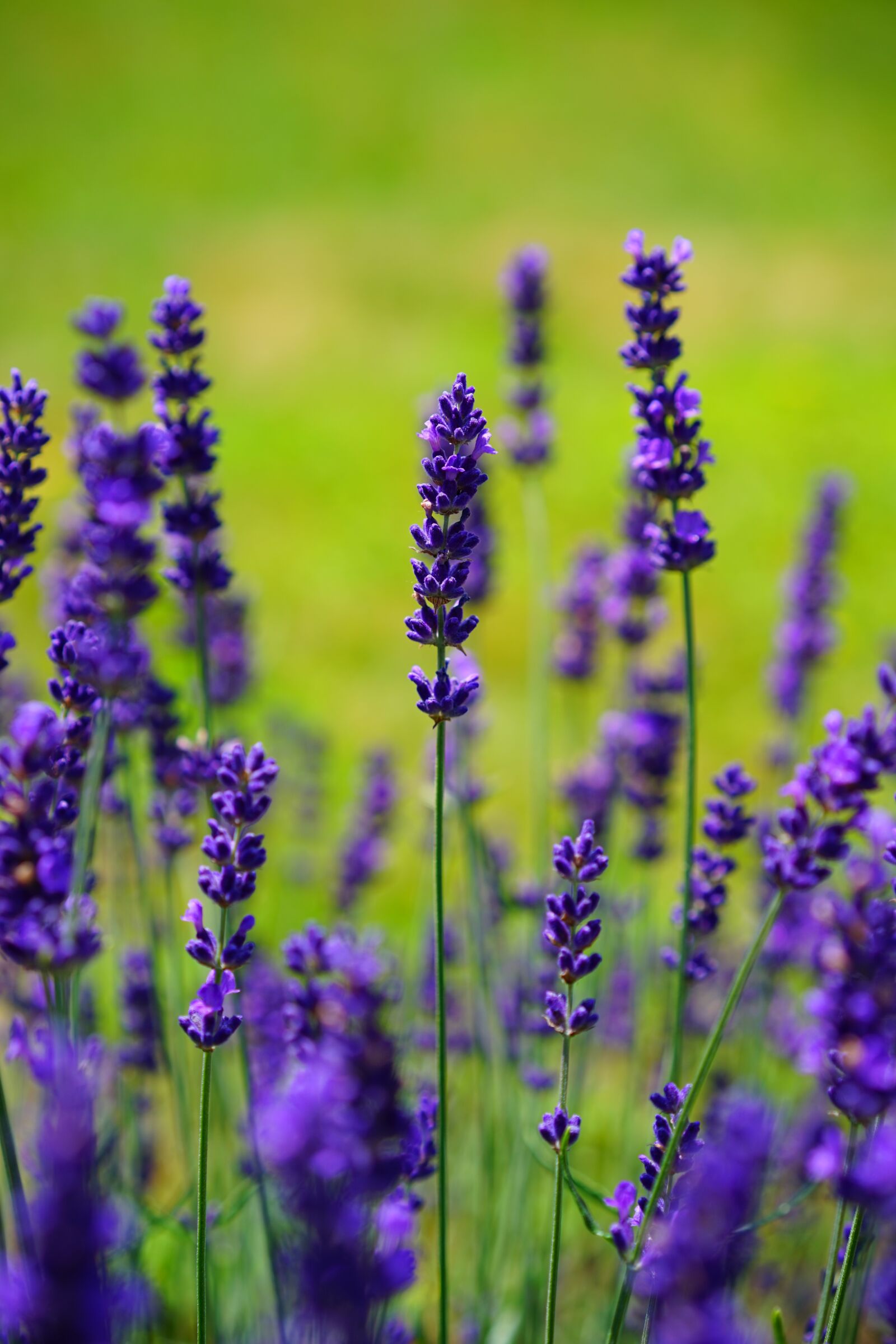 Sony a7 + Sony Sonnar T* FE 55mm F1.8 ZA sample photo. Lavender, flowers, flower photography