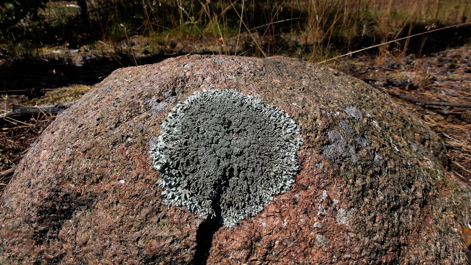 Sony DSC-HX5V sample photo. Stone, rosette, lichen photography