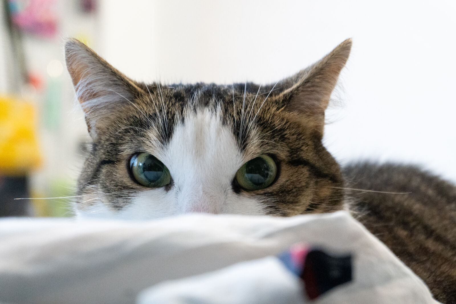 Sony a6700 sample photo. Cat staring photography