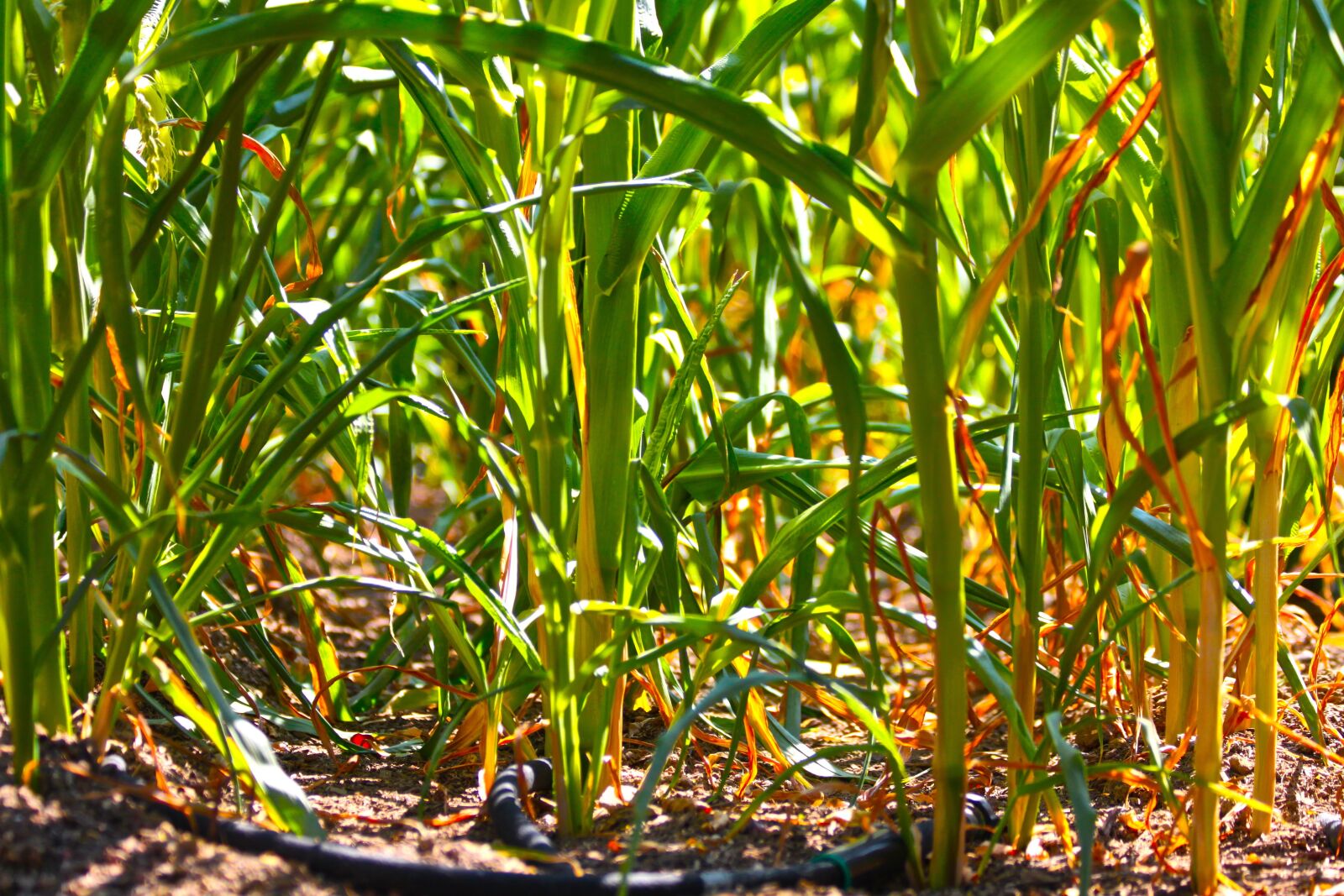 Canon EOS 500D (EOS Rebel T1i / EOS Kiss X3) sample photo. Flora, leaf, agriculture photography