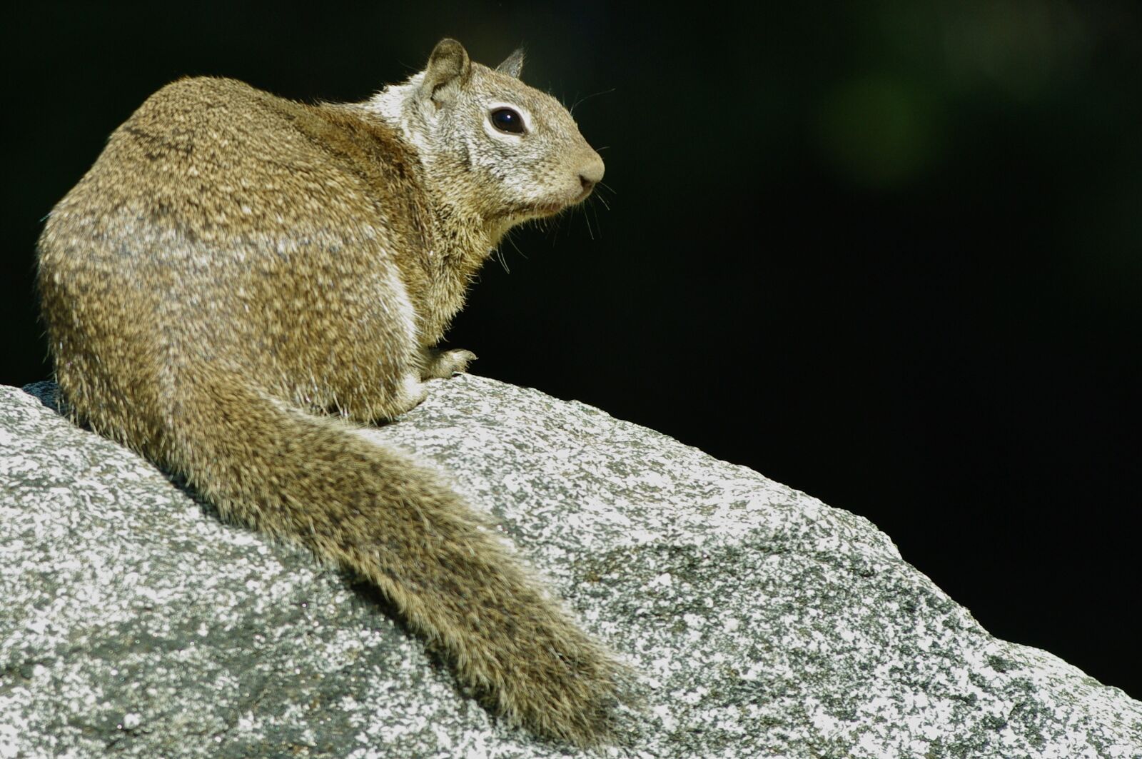 Pentax K20D sample photo. Squirrel, rock, wild photography
