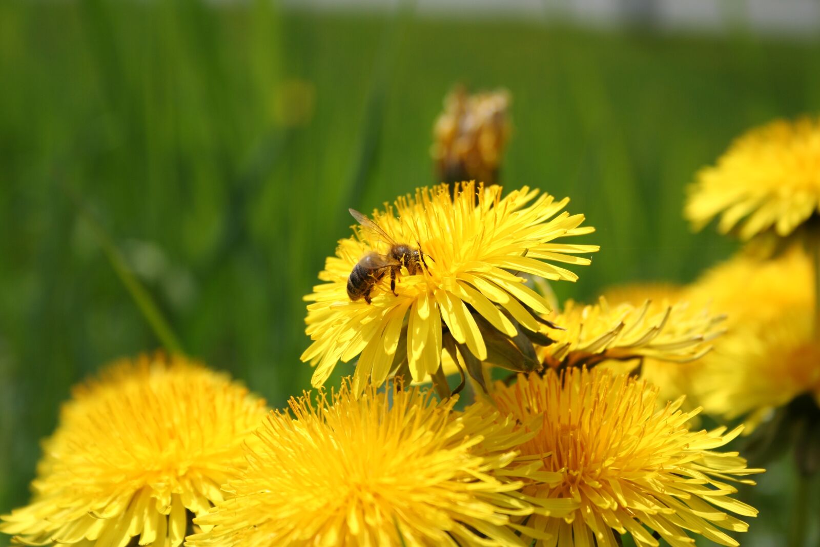 Canon EOS 350D (EOS Digital Rebel XT / EOS Kiss Digital N) sample photo. Flowers, bee, yellow photography