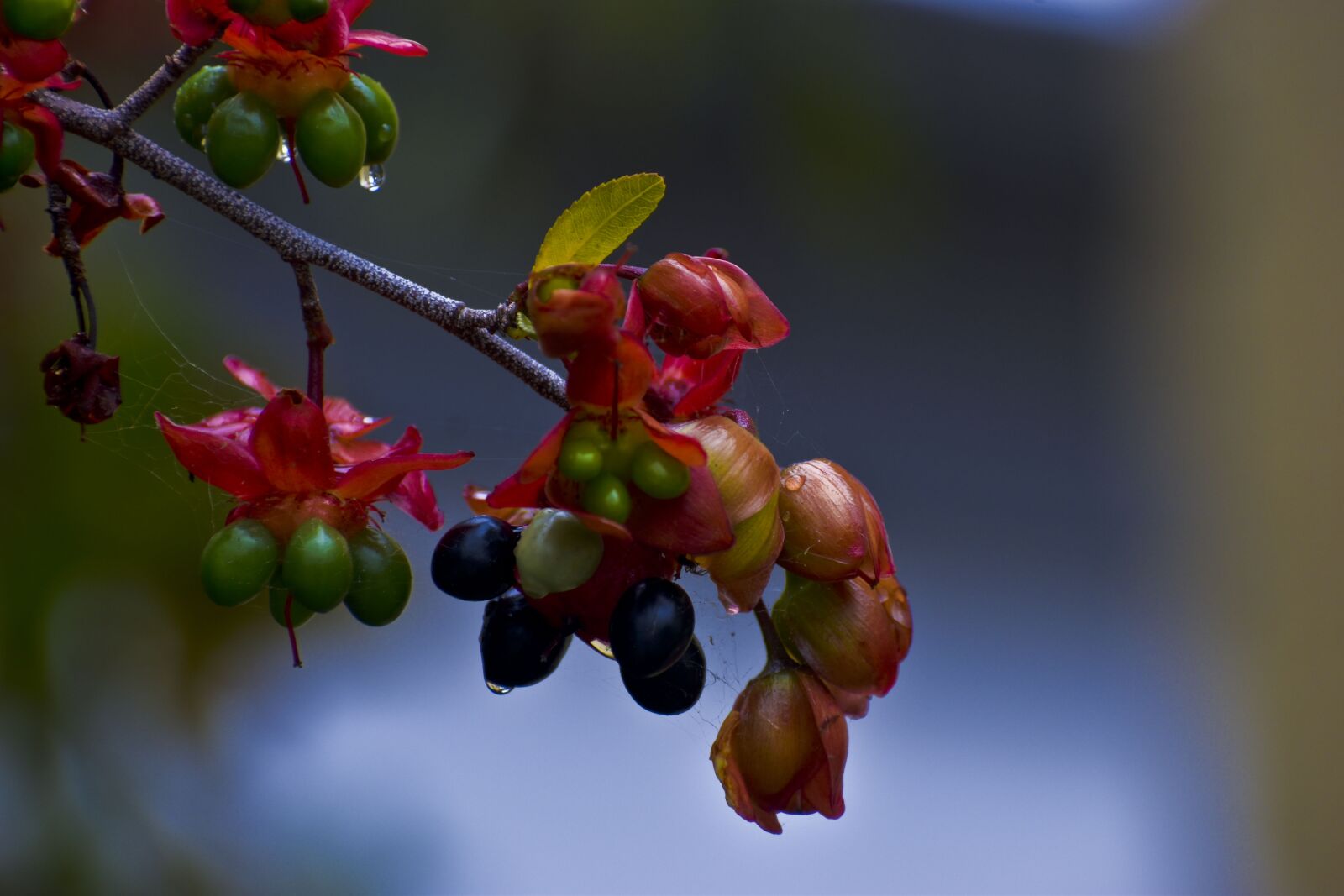 Nikon D3500 sample photo. Spring, flowers, hanging fruits photography