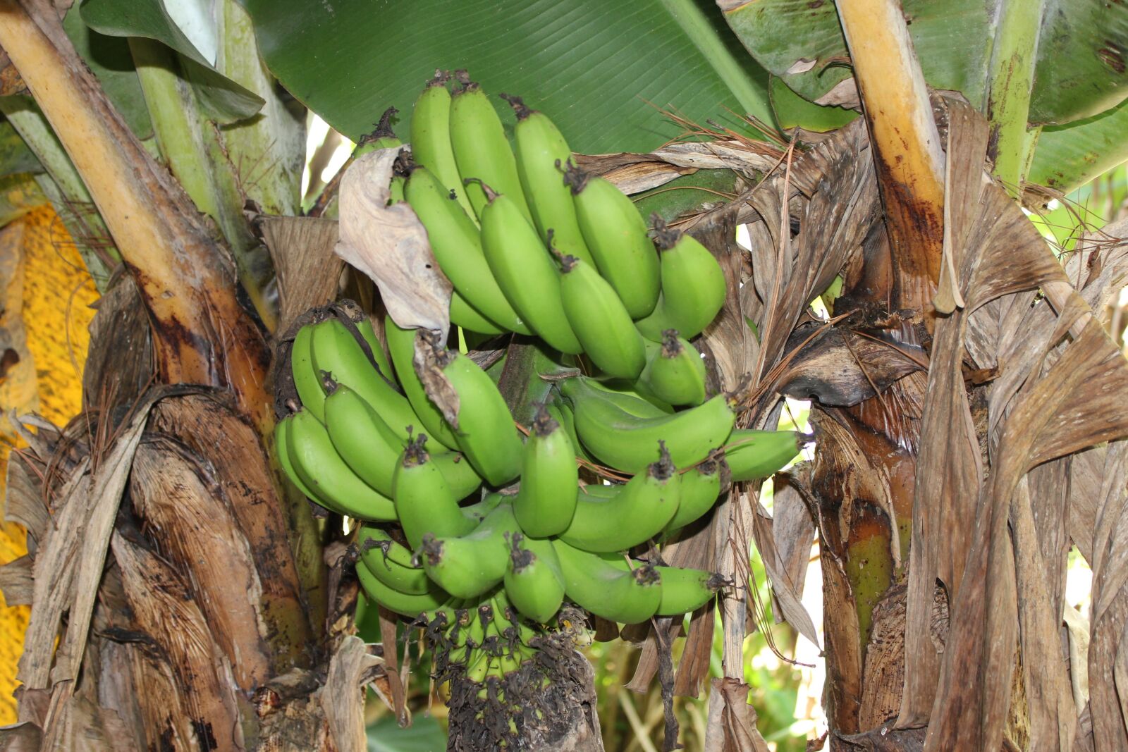 Canon EOS 550D (EOS Rebel T2i / EOS Kiss X4) sample photo. Honduras, green bananas, bananas photography