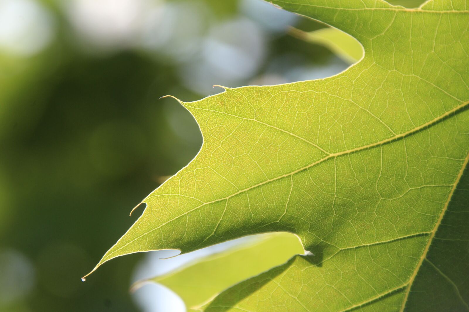 Canon EOS 1200D (EOS Rebel T5 / EOS Kiss X70 / EOS Hi) sample photo. Leaf, green, green leaf photography