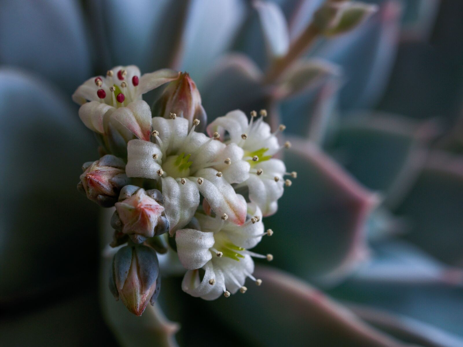Olympus E-500 (EVOLT E-500) sample photo. Flower, retail, sukulent photography