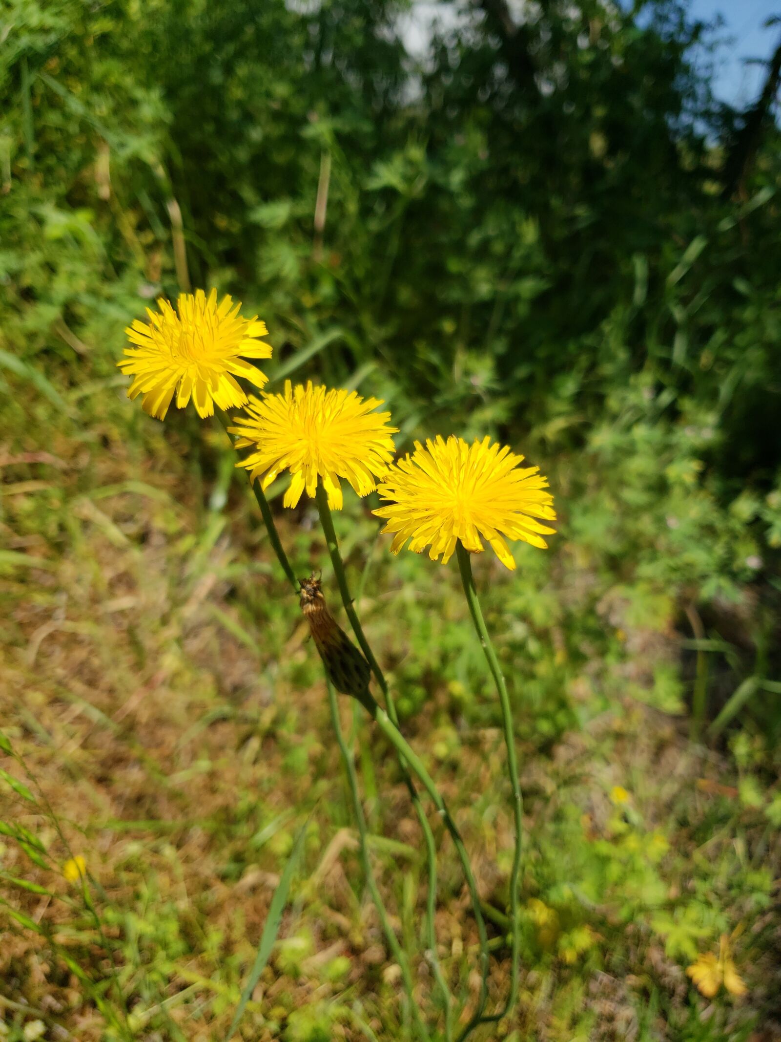 Samsung Galaxy S9 sample photo. Nature, flower, summer photography
