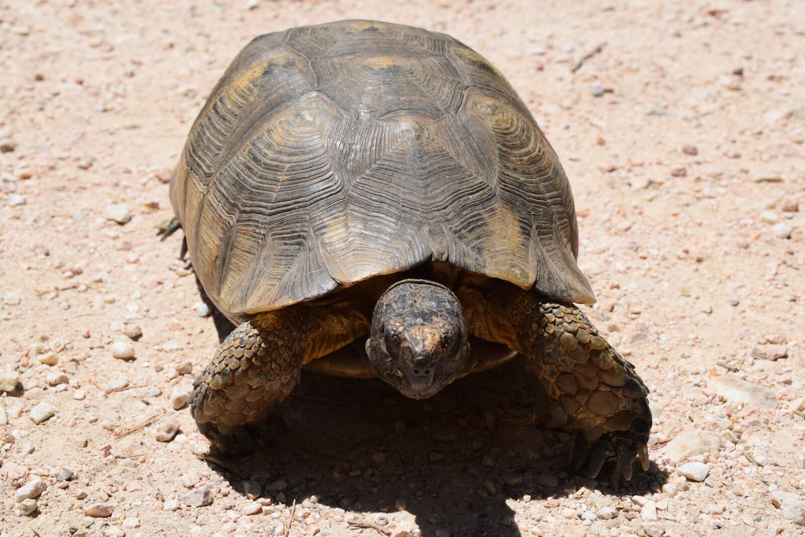 Nikon D3300 sample photo. Turtle, animal, nature photography