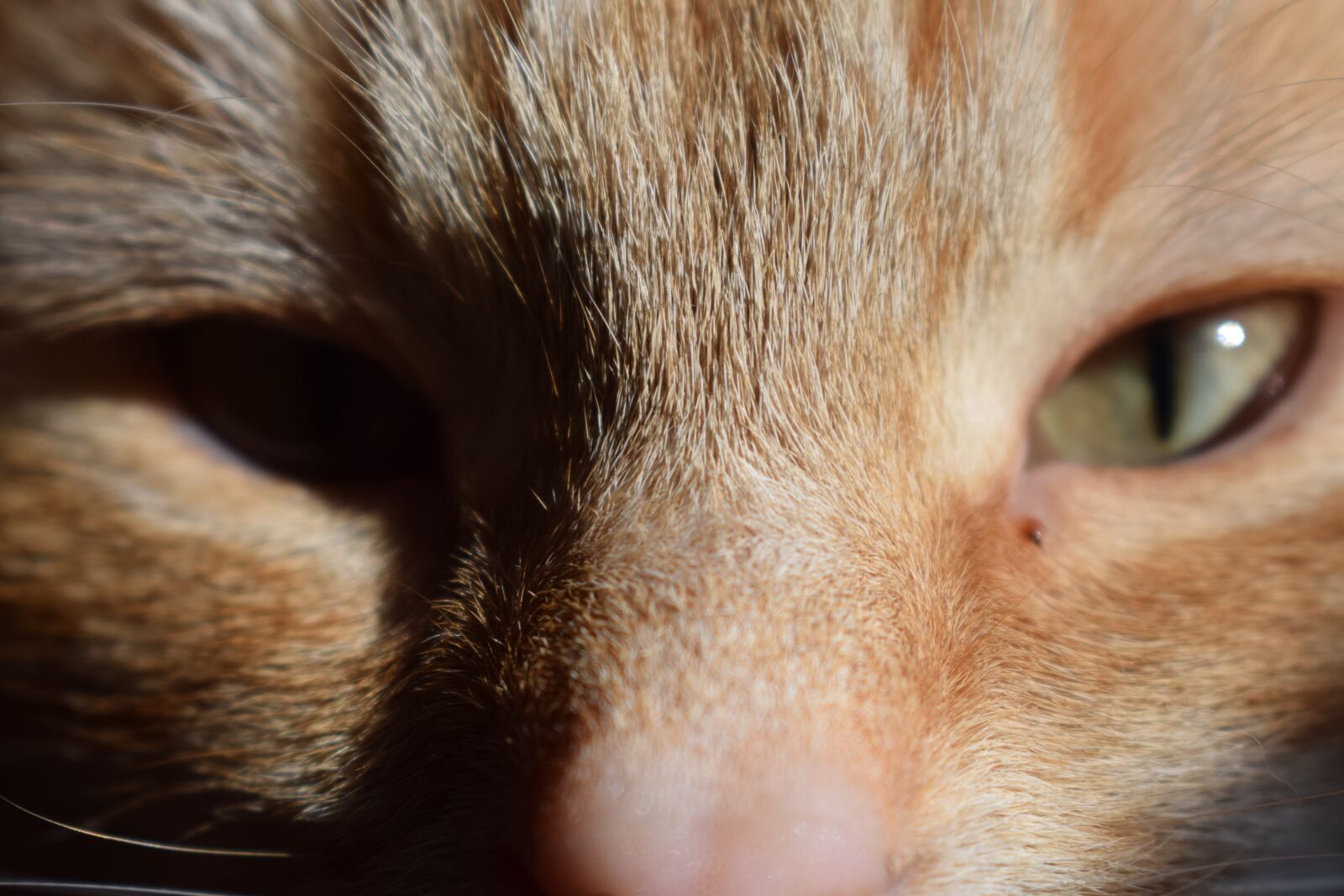 Nikon D5300 sample photo. Animal, cat, eyes photography
